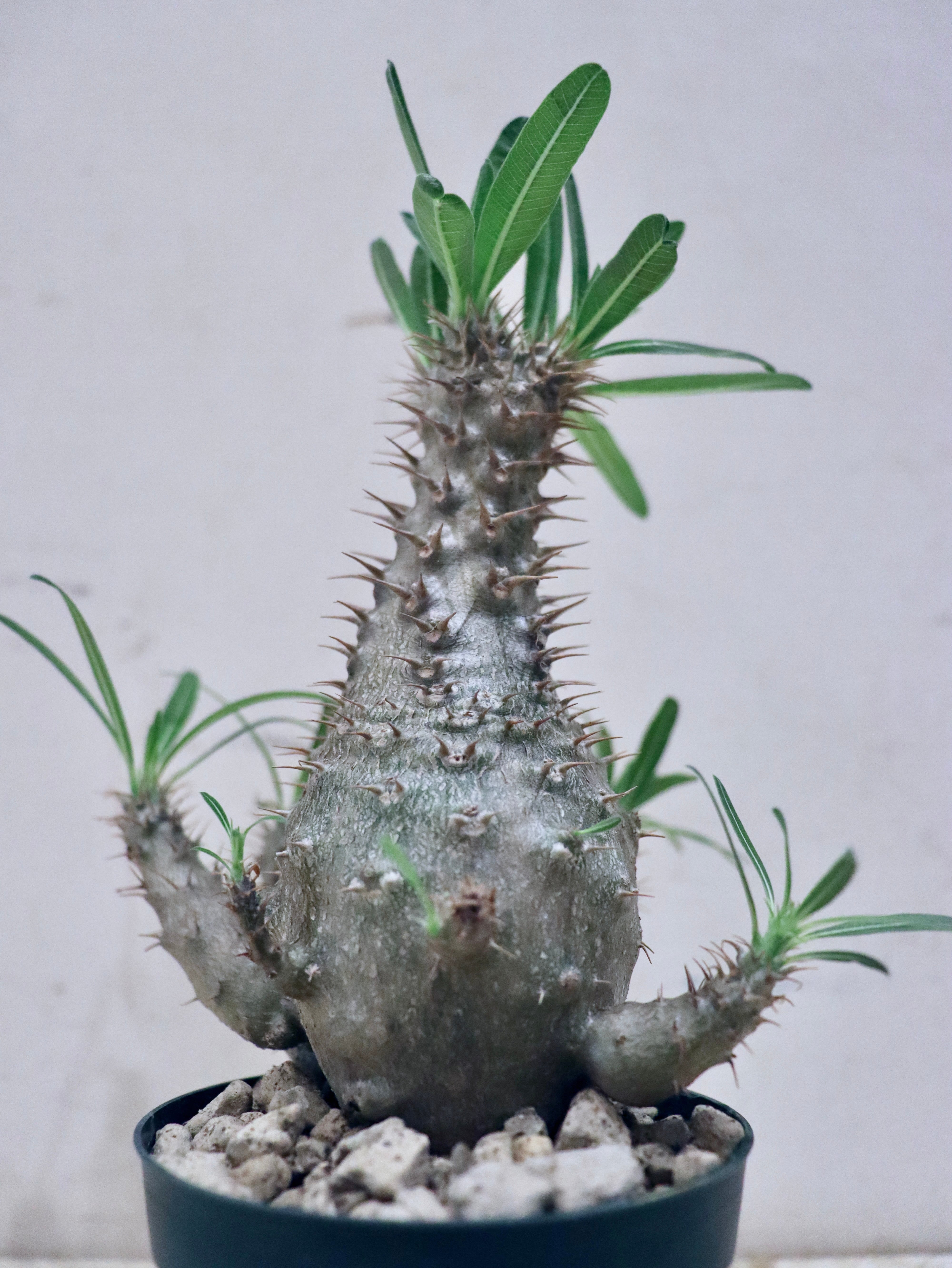 パキポディウムSP -①｜観葉植物 | GREENS FOR GOOD公式オンライン