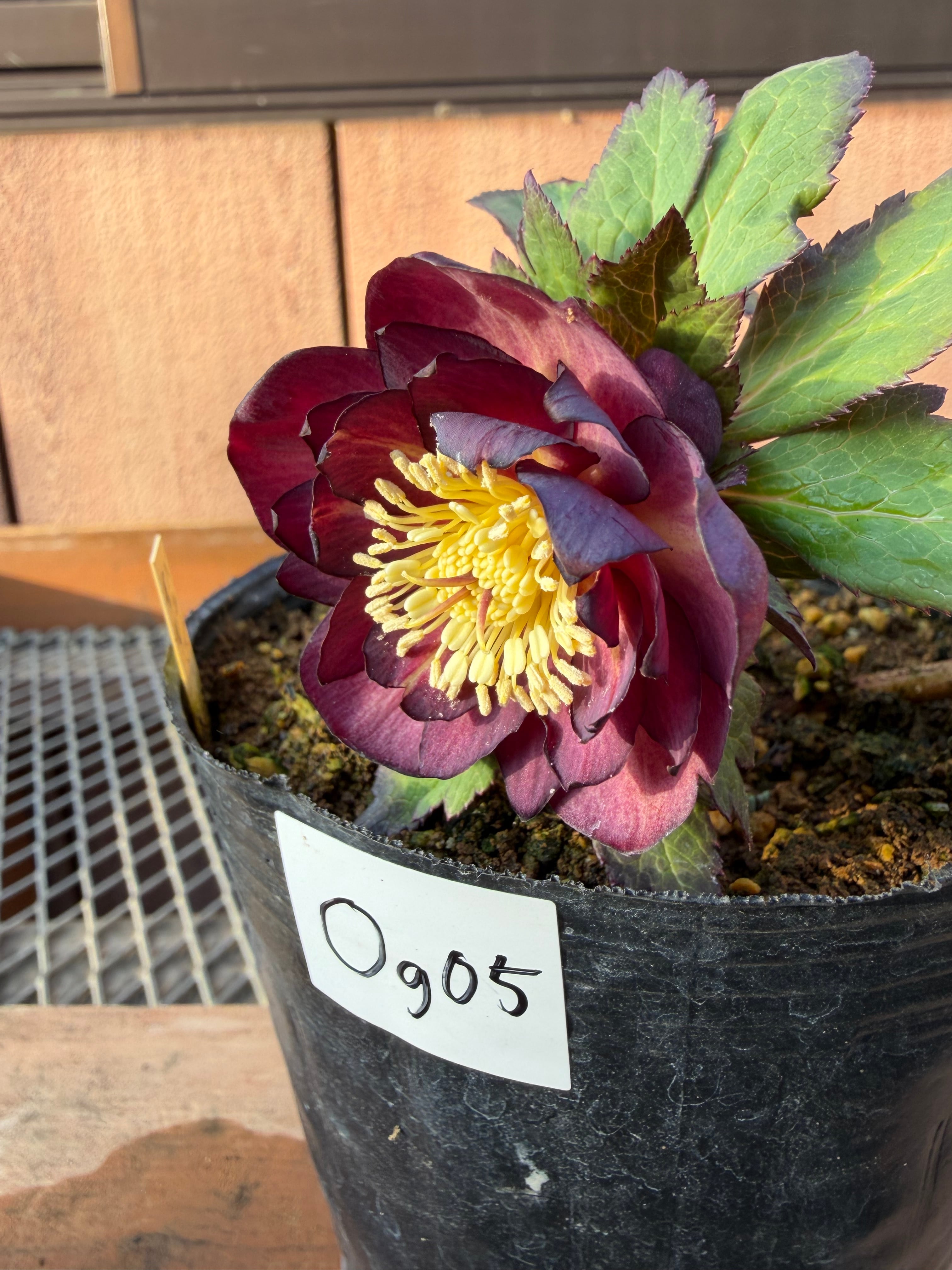 ミスティークdd 大木ナーサリー クリスマスローズ【Og05】送料無料