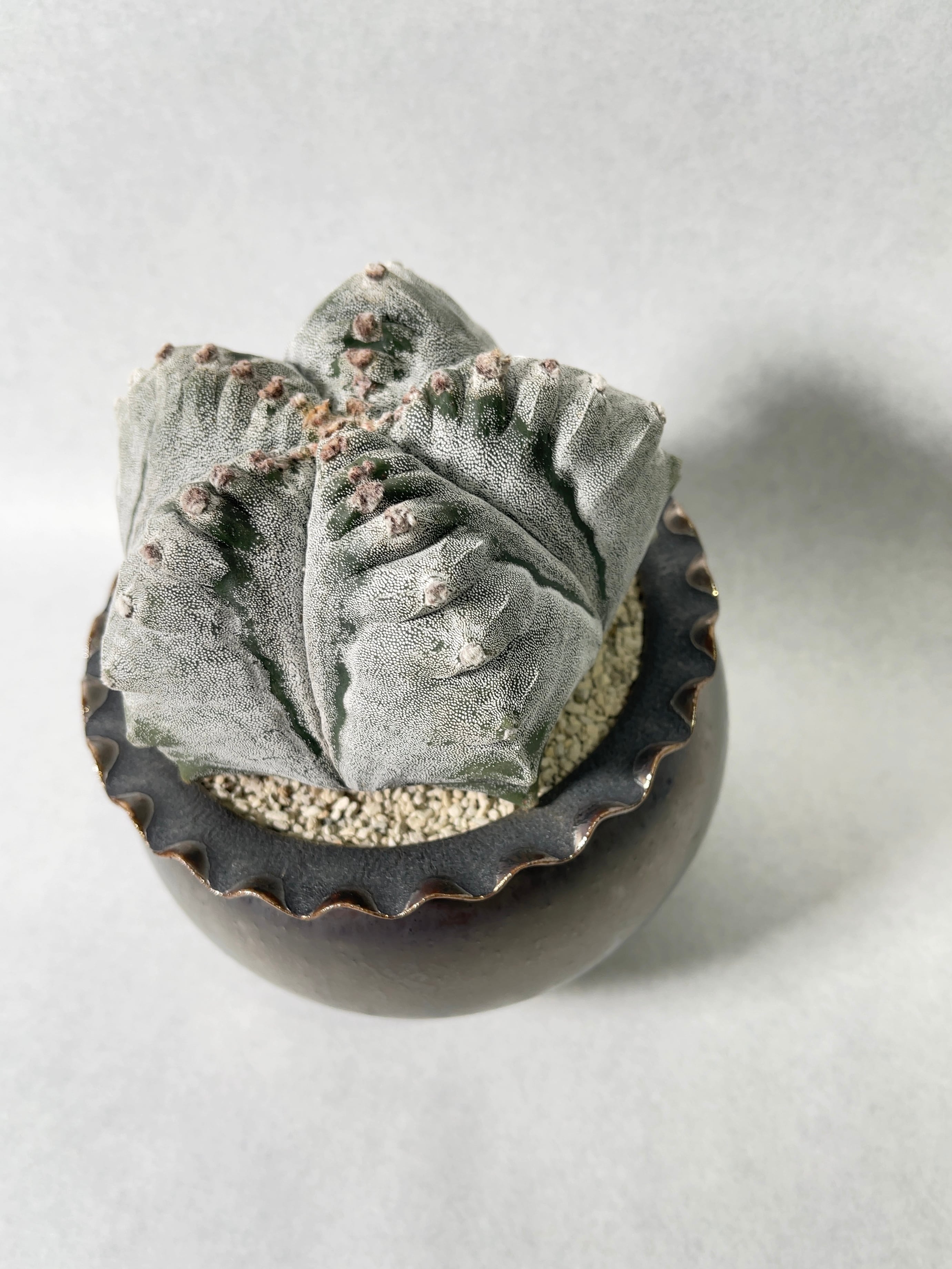 アストロフィツム・肋骨鸞鳳玉 | trigger