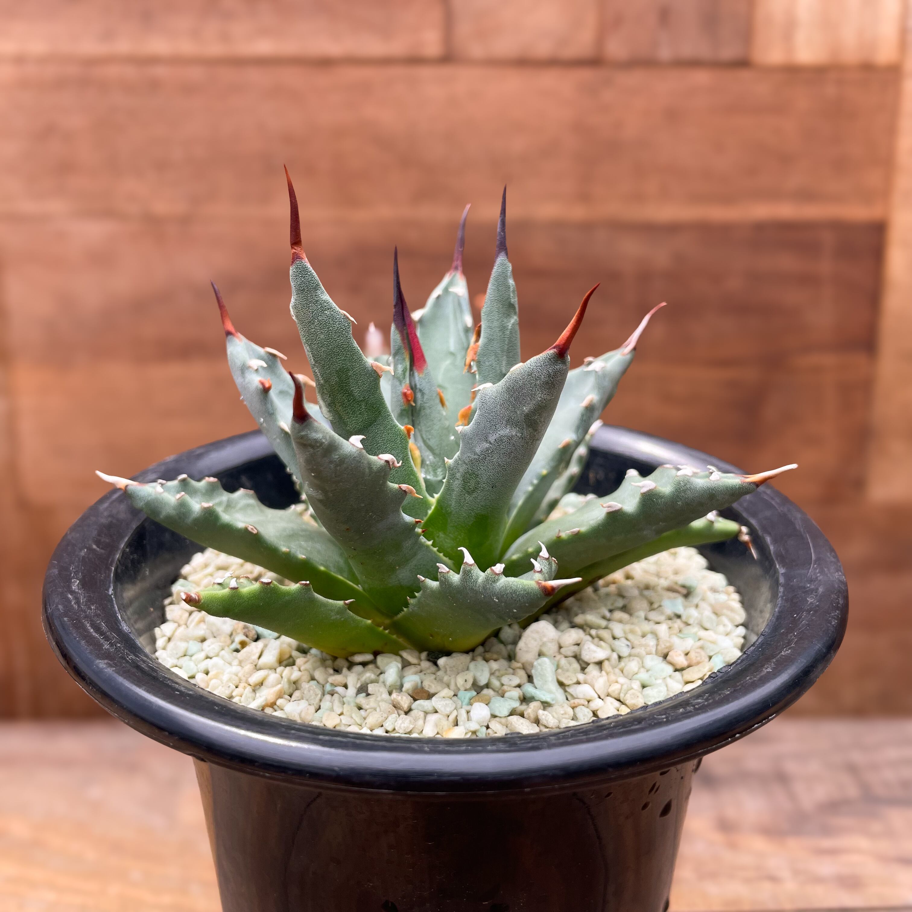 Agave uthaensis var. uthaensis【アガベユタエンシスvar.ユタエンシス 
