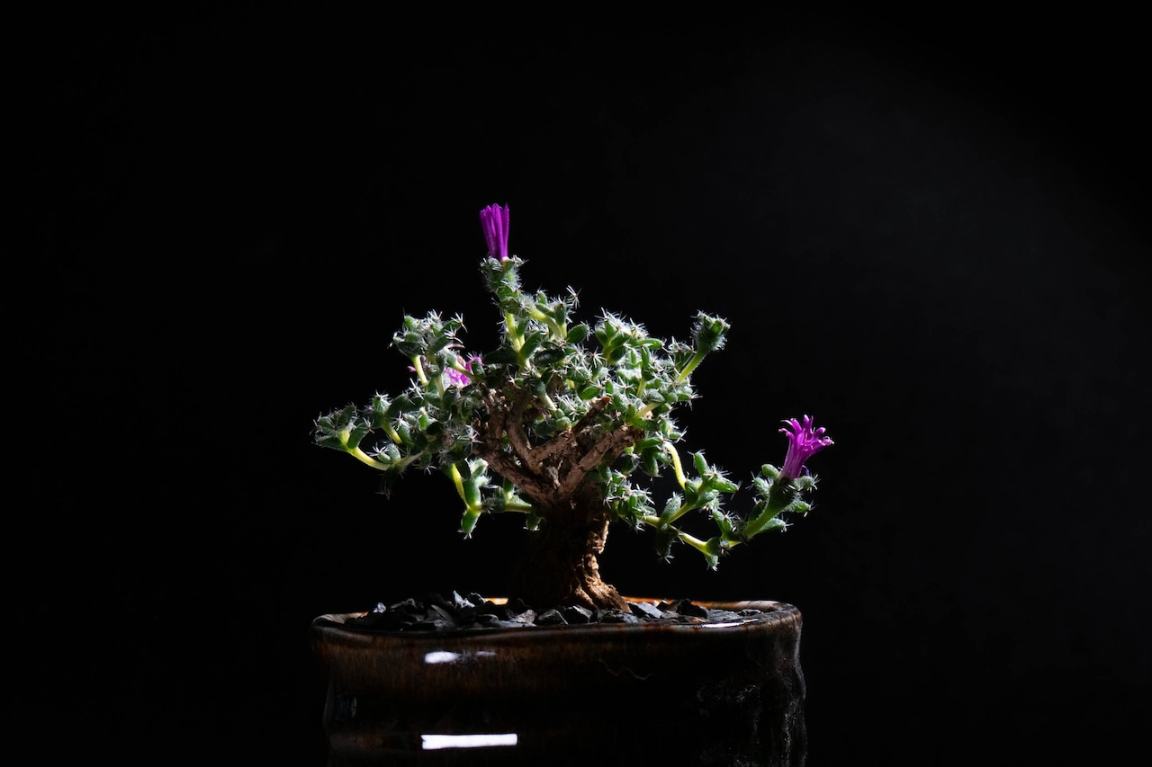 Trichodiadema bulbosum+YARD