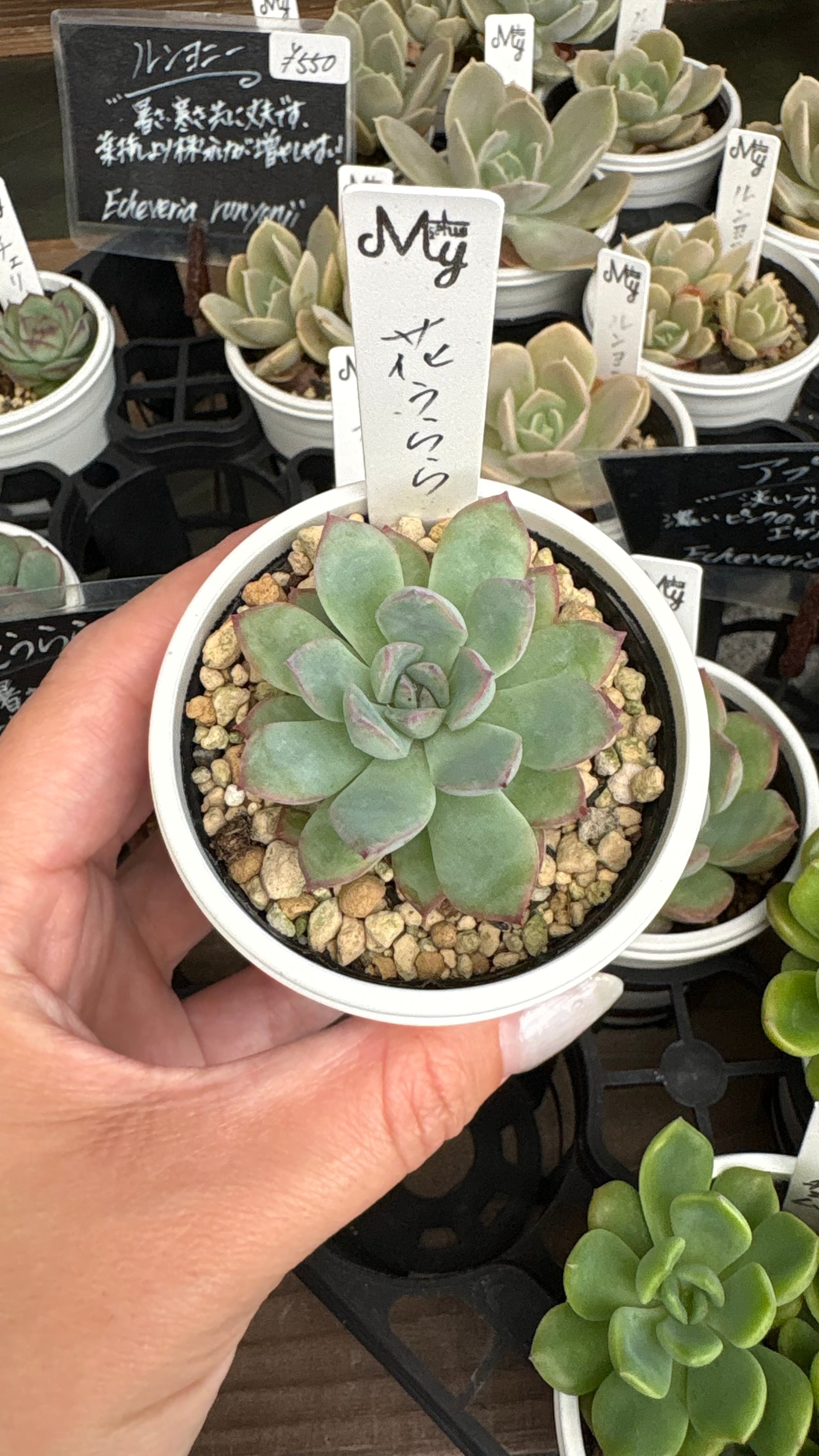 マッコス 多肉植物 セデベリア 安心の生産ポットそのまま販売（8個