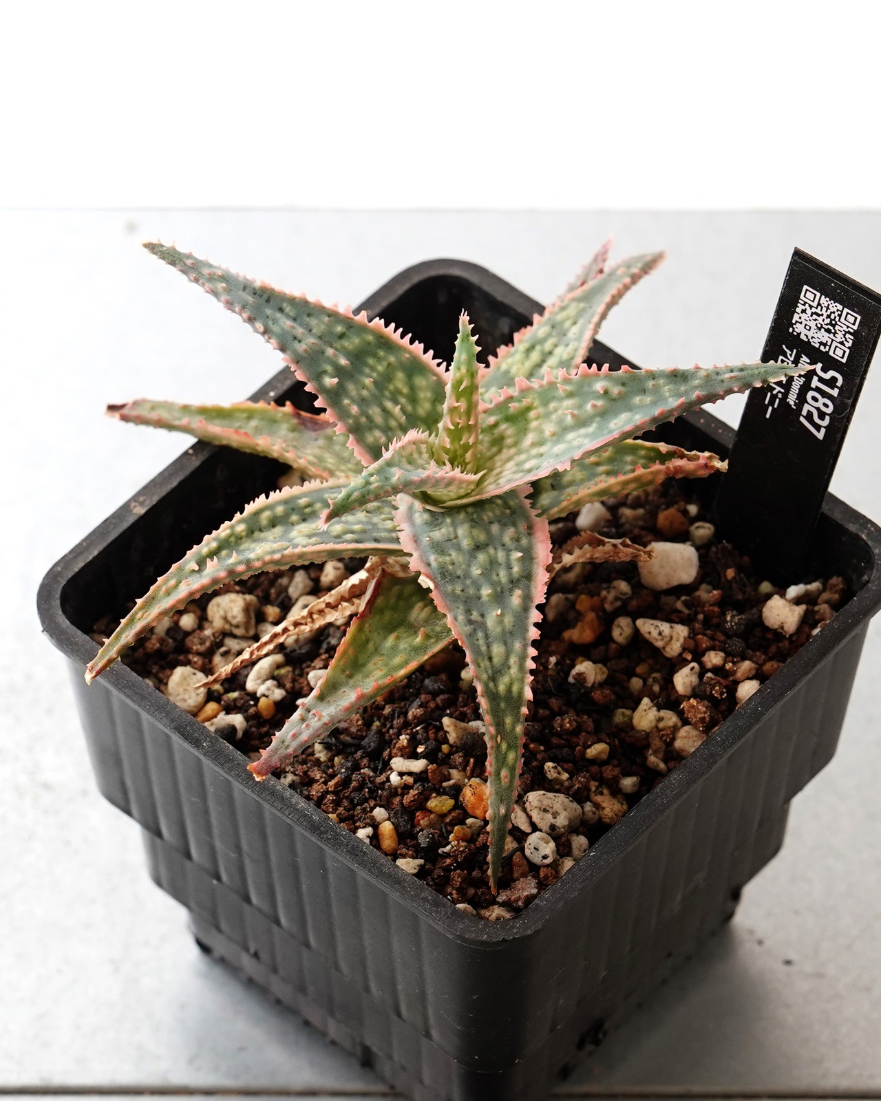 抜き苗 アロエ ドニー Aloe 'Donnie'