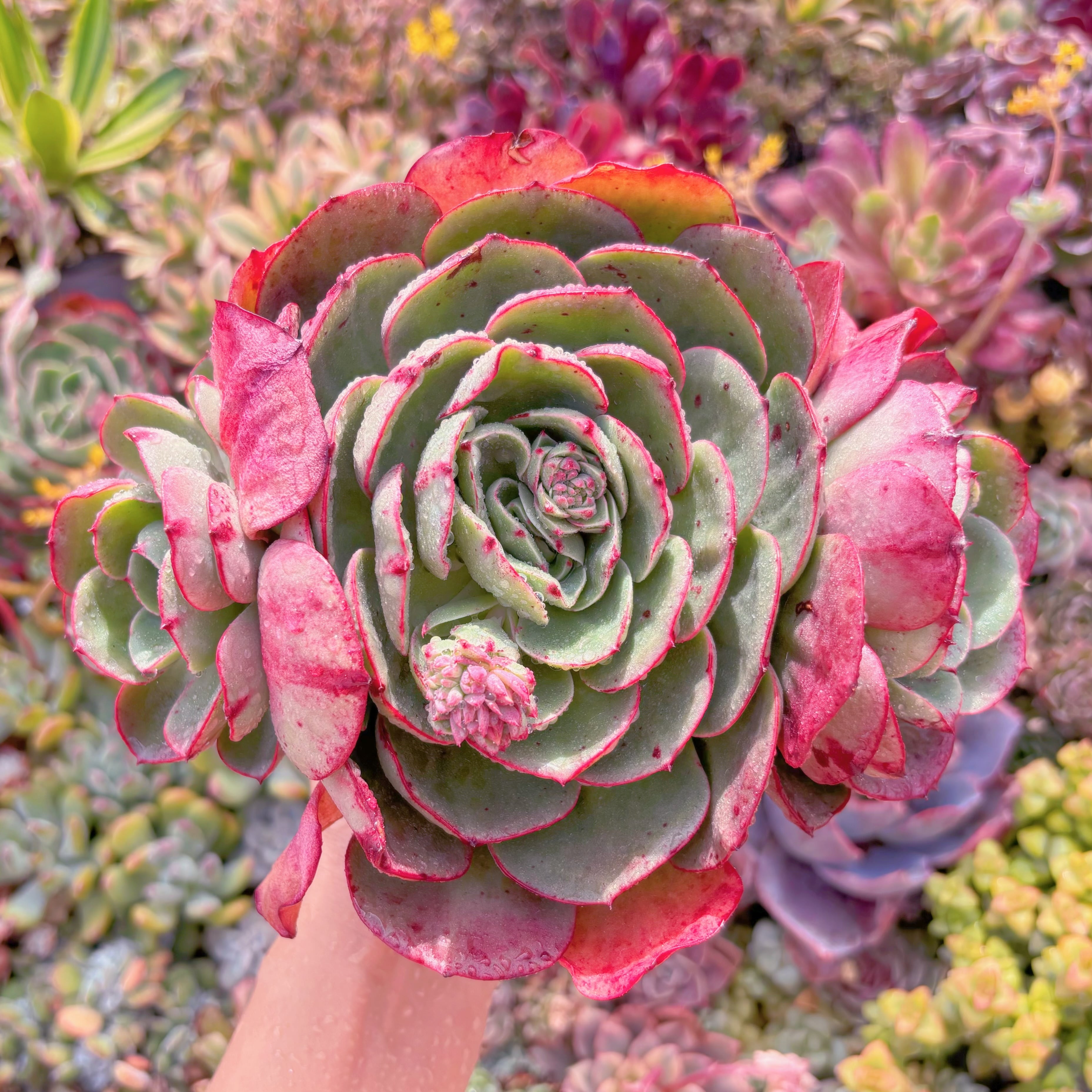 現品　ロンギシマ変異#M158　新入荷　るる農園