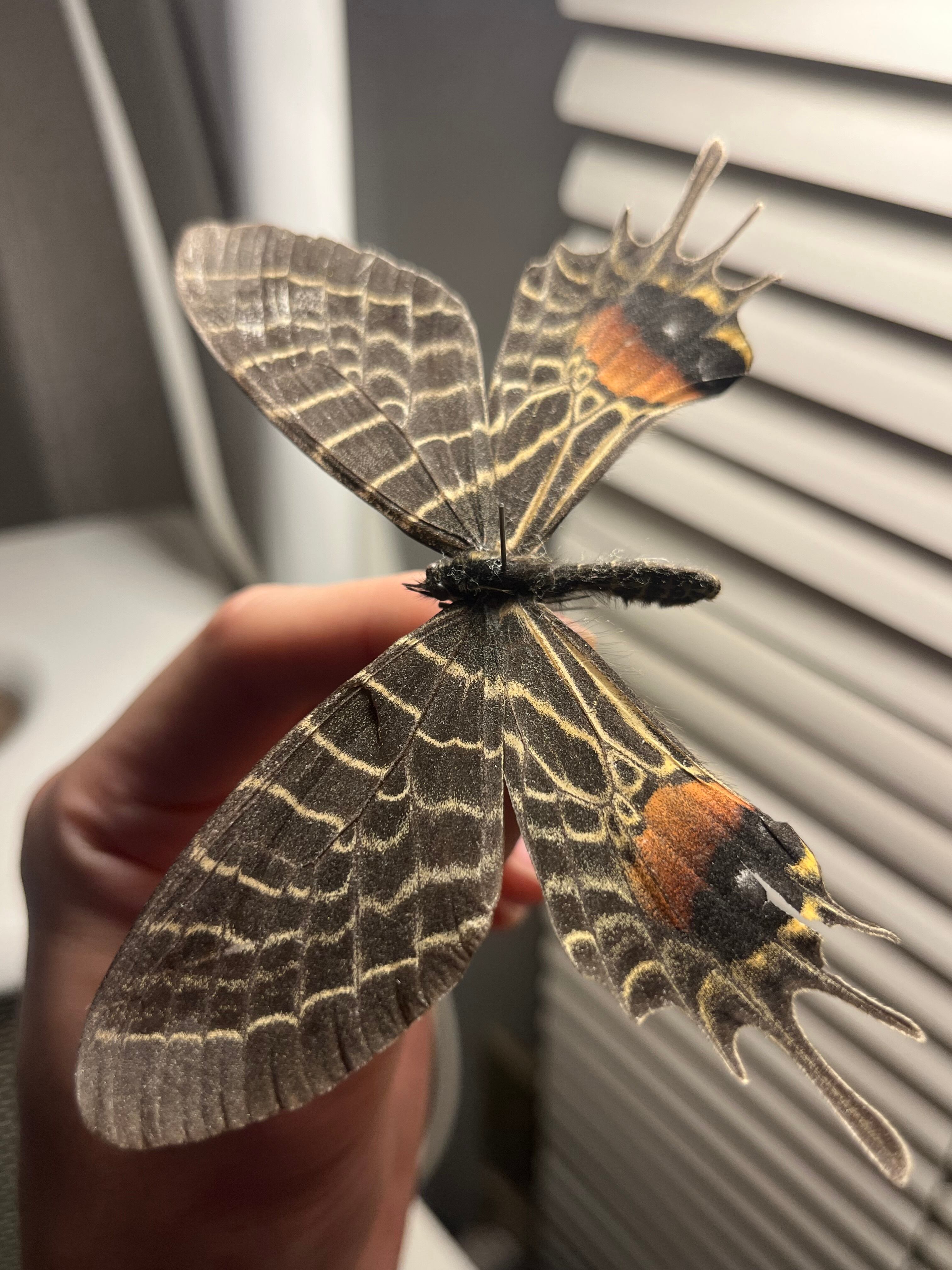 巨大C品】シボリアゲハ モルフォ蝶 蛾ピカソモスモルフォチョウMorpho