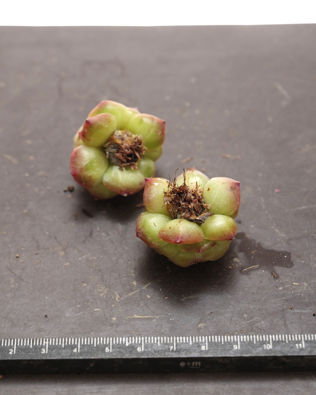 発根済カット苗 リップグロス Echeveria 'Lip Gross'