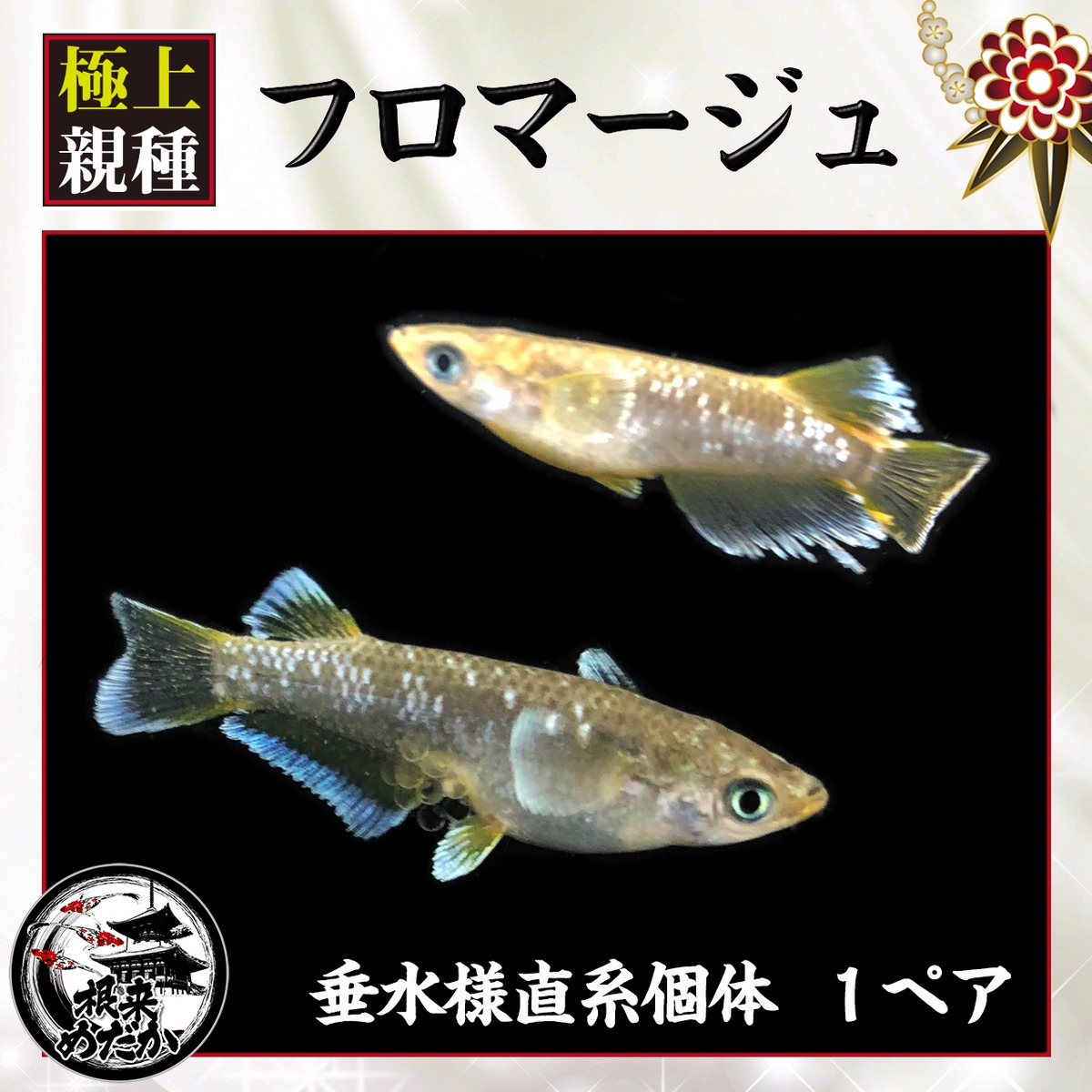 【1ペア】フロマージュ メダカ専門店 根来めだか