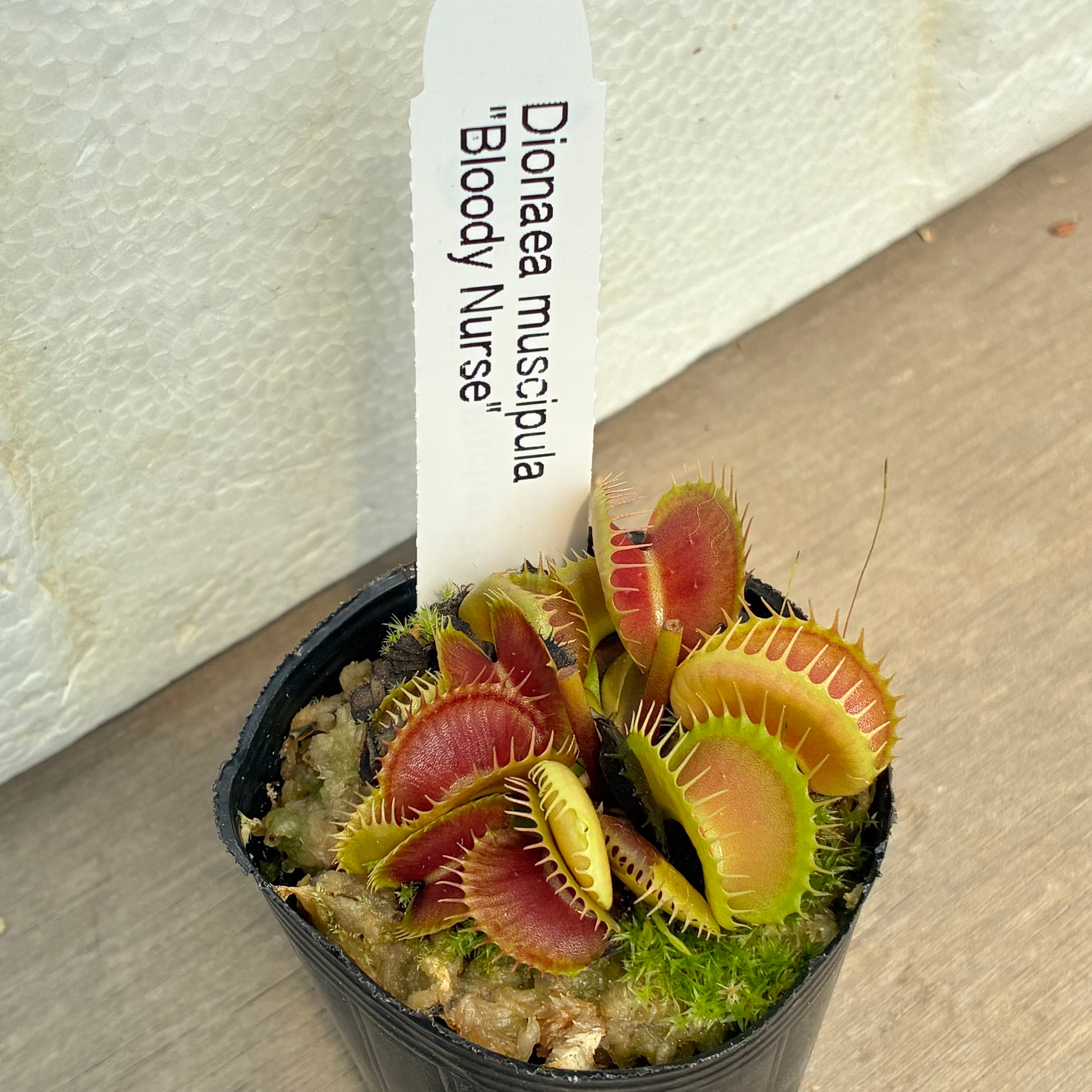ハエトリソウ ビッグマウス Dionaea muscipula Big mouth | G・LABO shop