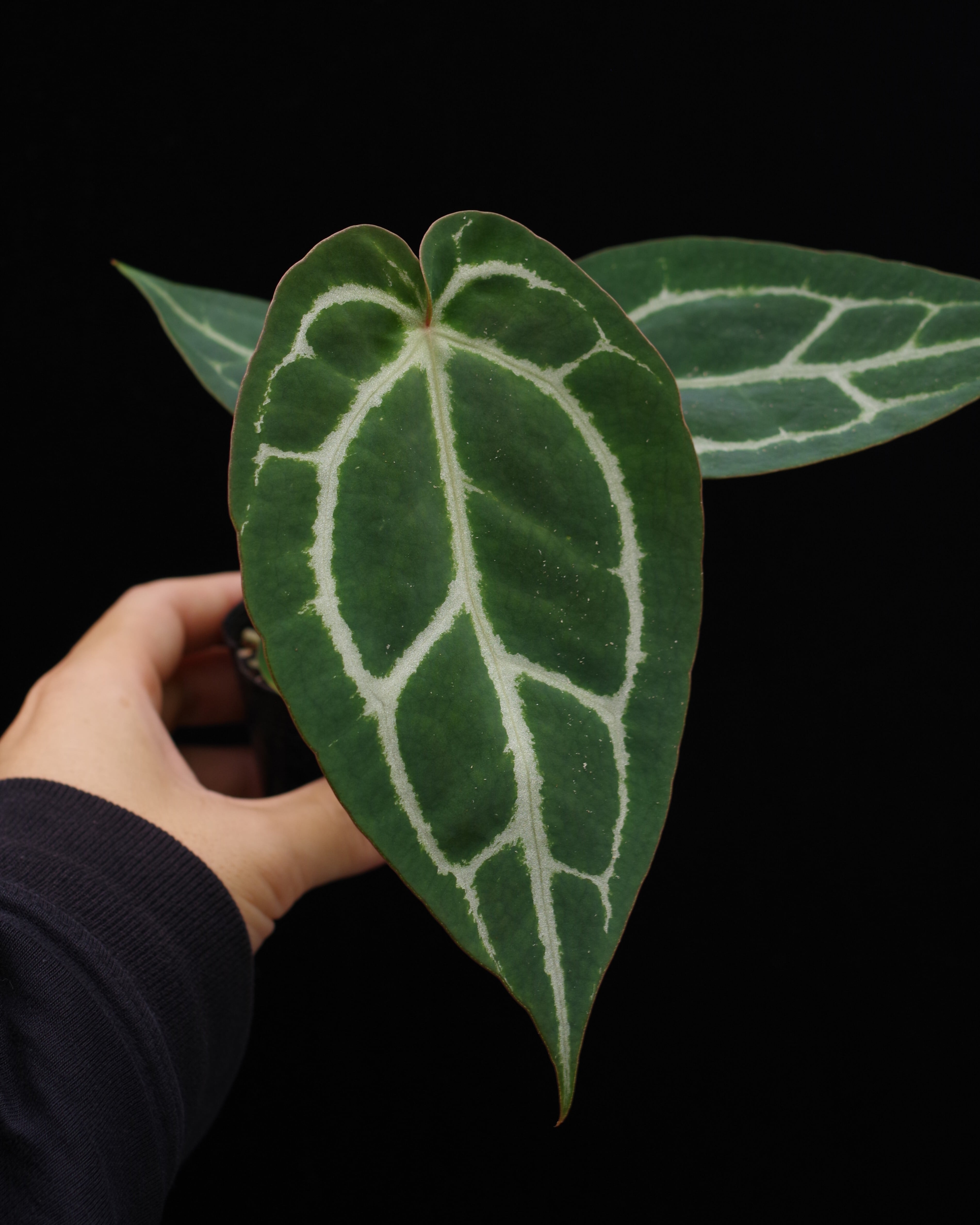 Anthurium (crystallinum × ('Michelle' × 'Zara' (F3)) | 伊藤蟻植物農園