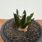 Ariocarpus bravoanus【アリオカルプス・ブラボアナス・実生】