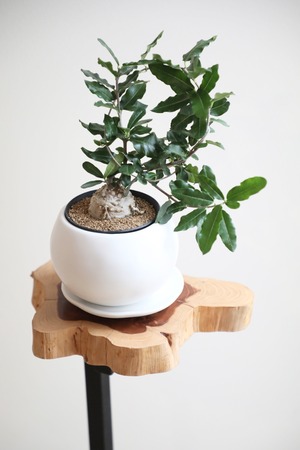 【S】火星人/Fockea edulis ※陶器鉢付き