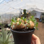 Othonna cacalioides【オトンナ・カカリオイデス】