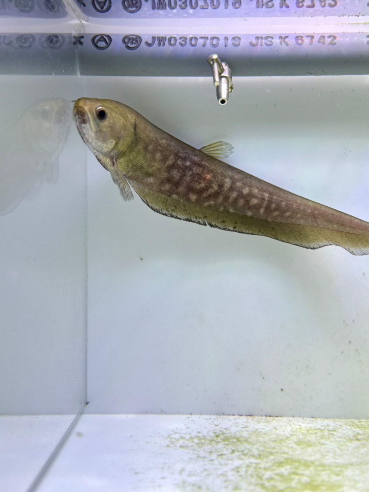 アロワナナイフ - 1