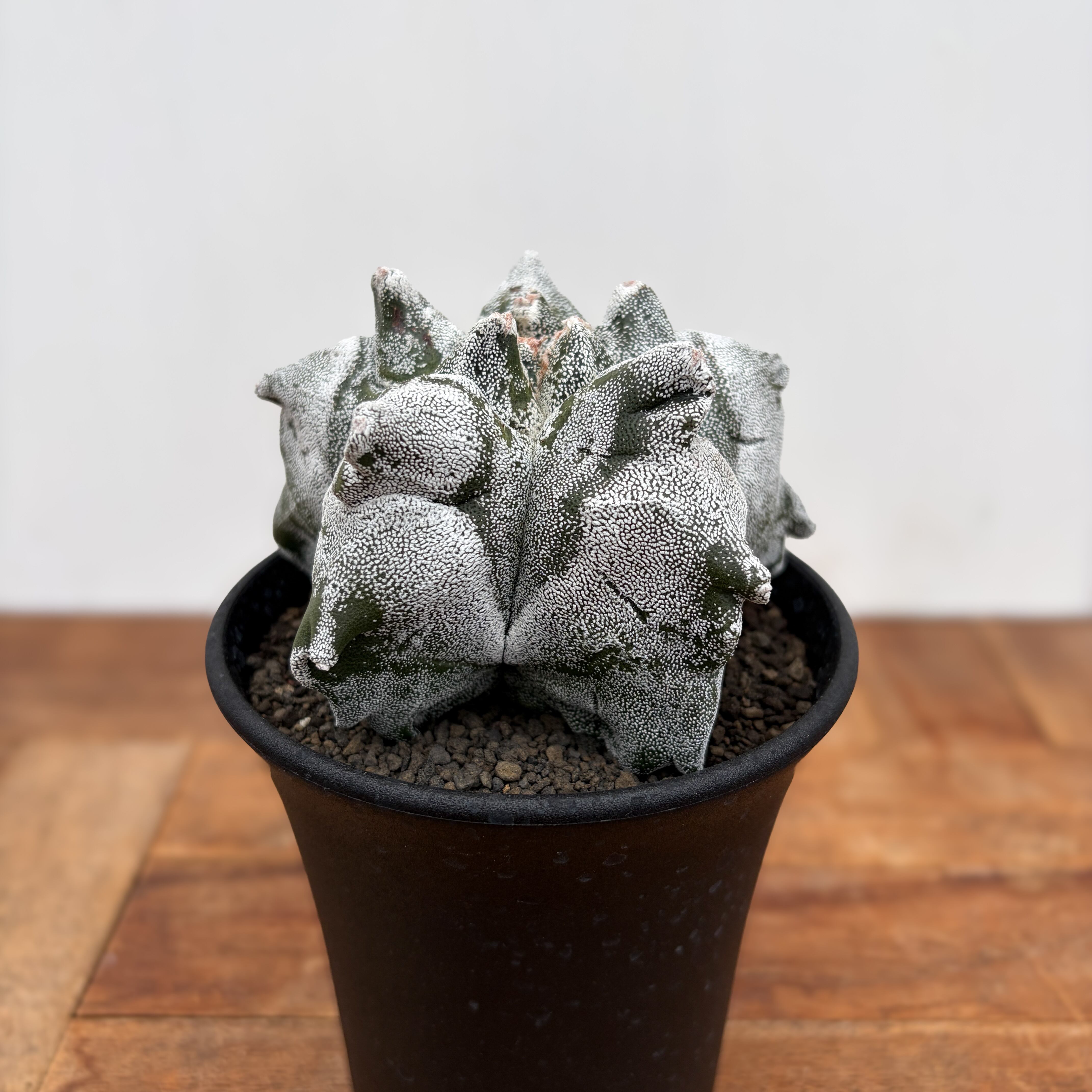 Astrophytum myriostigma【アストロフィツム・亀甲ランポー】 | RIMO'S
