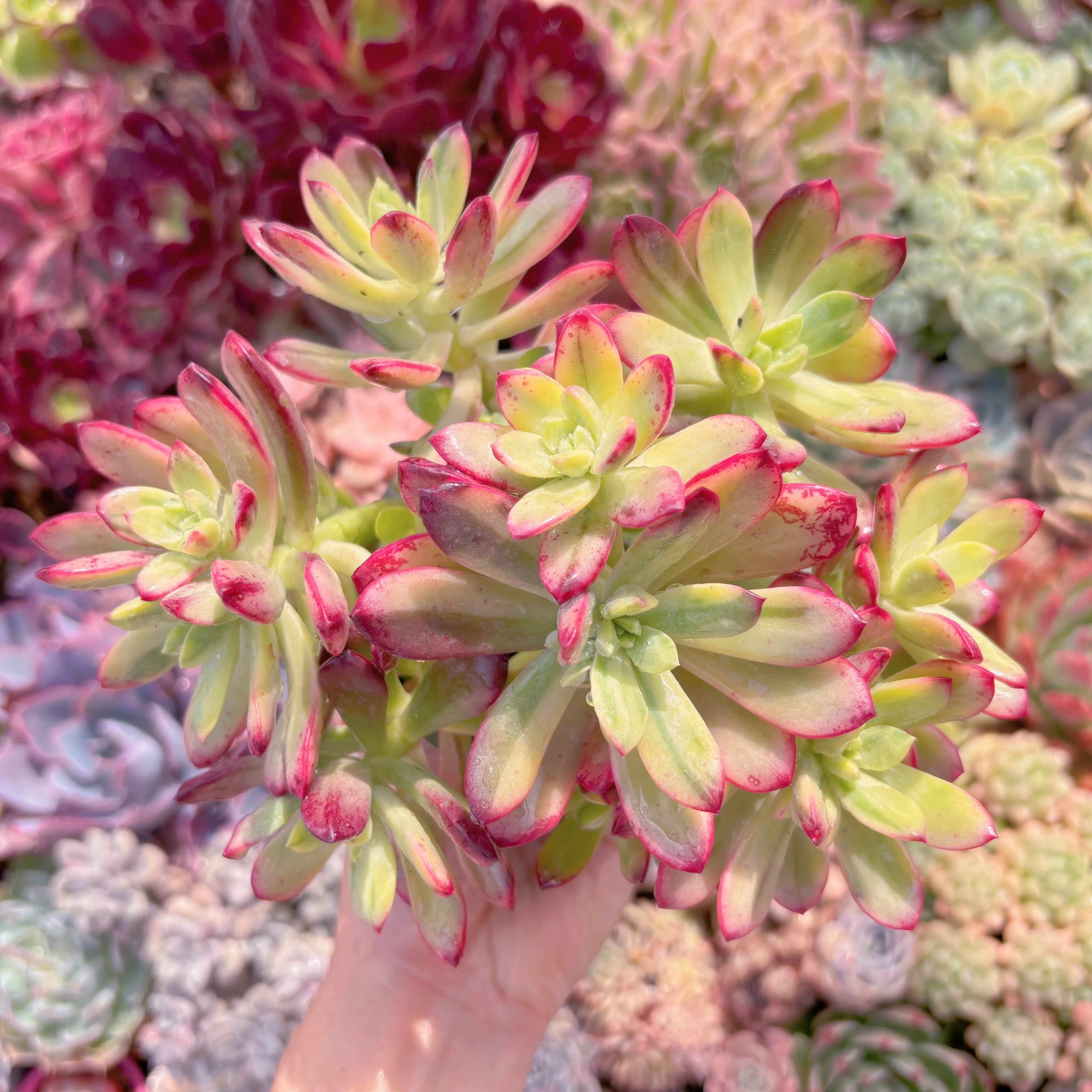 多肉植物　ミニベル錦　群生　新入荷　るる農園