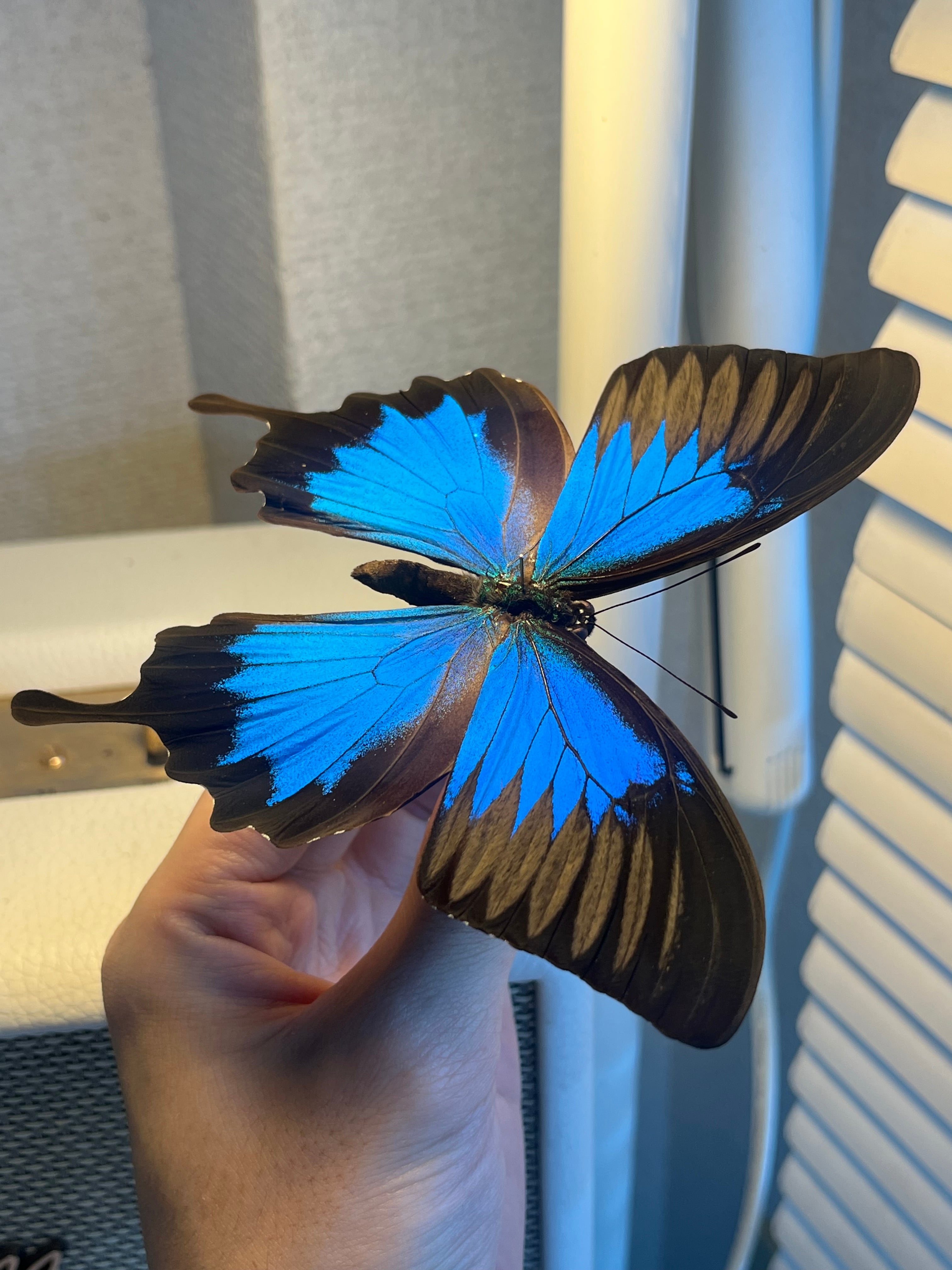 オオルリアゲハ Achillides ulysses 標本 蝶 外国産蝶標本 モルフォ