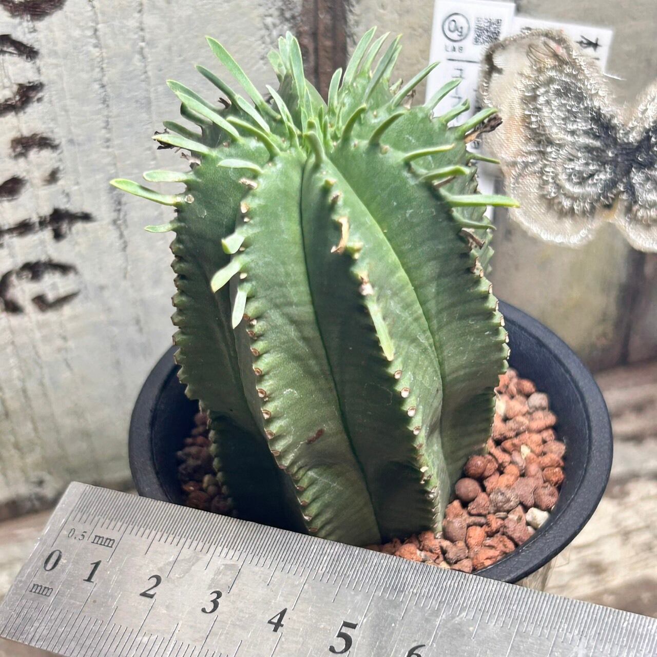 ユーフォルビア プルビナータ | RuPo 多肉植物専門店