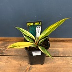 フィロデンドロン キャラメルマーブル【984】