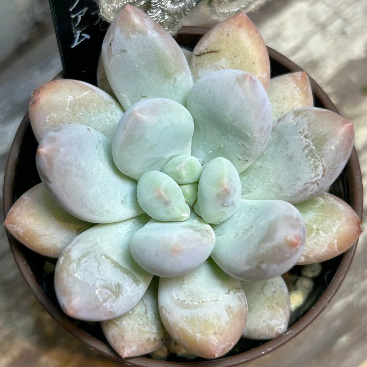 No.362 ❁ブルーアップル❁抜き苗 多肉植物 寄せ植え No.362 ❁ブルーアップル❁抜き苗 多肉植物 寄せ植え