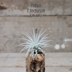 【送料無料】テクトラム M〔エアプランツ〕現品発送T1840