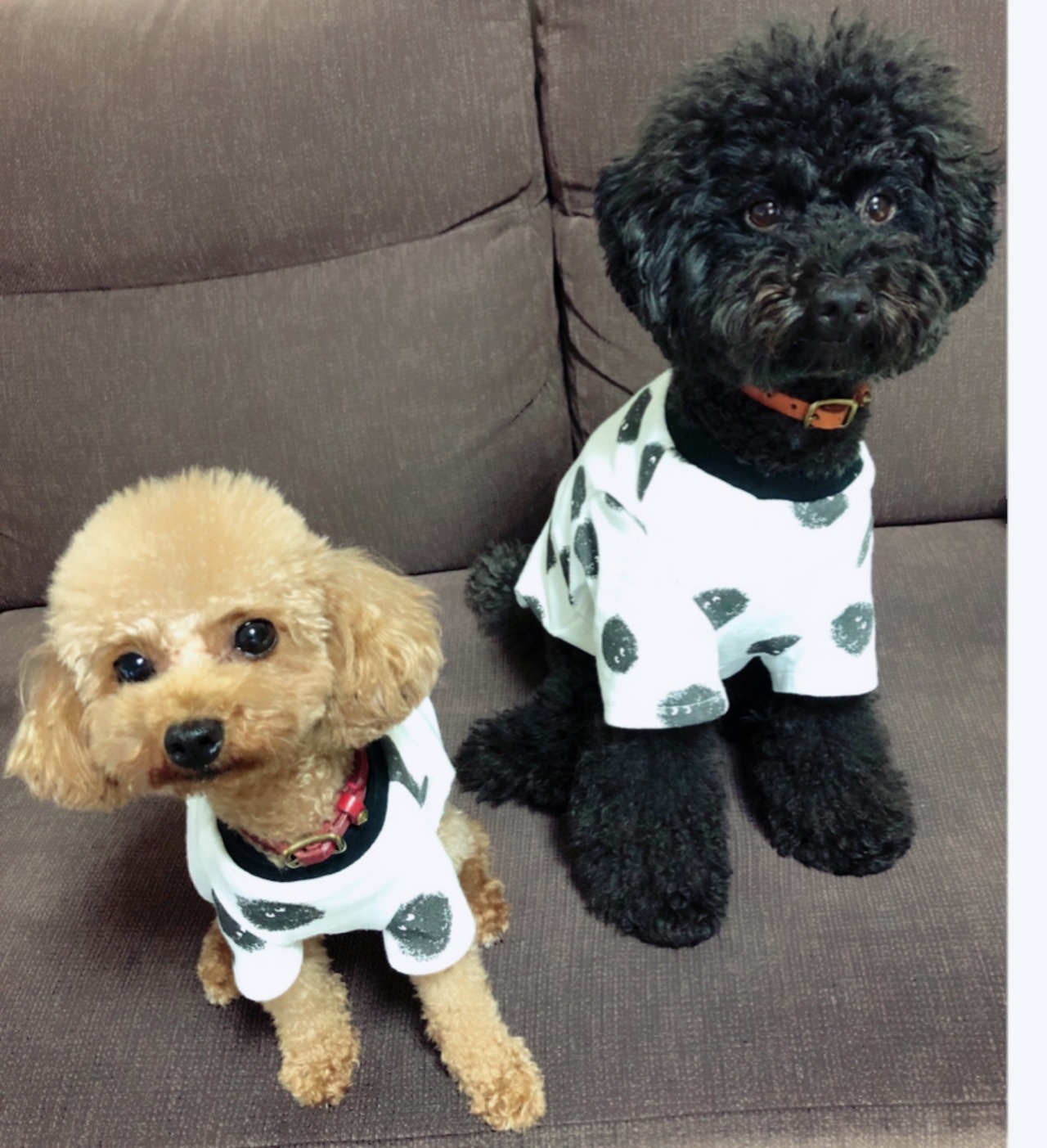 犬服】黒プーアフロさんにオススメ♡モジャ柄Tシャツ | ハンドメイド犬 