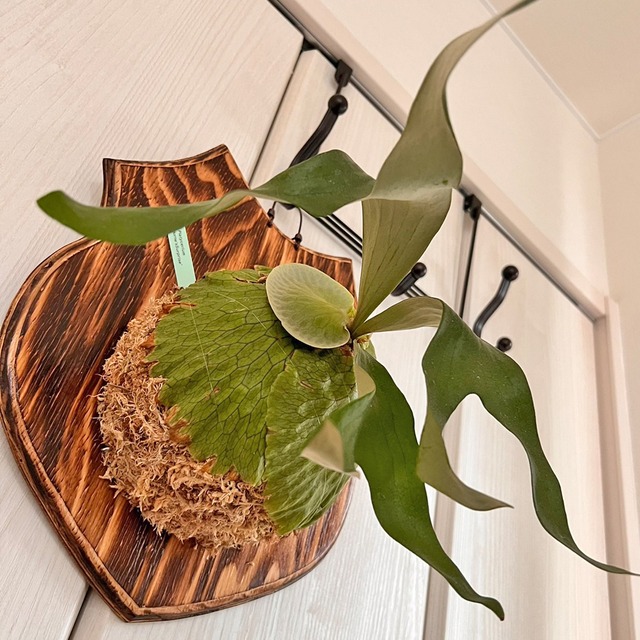 ビカクシダ ホーンズサプライズ 着生板大サイズ 板付 【観葉植物 室内 コウモリラン】