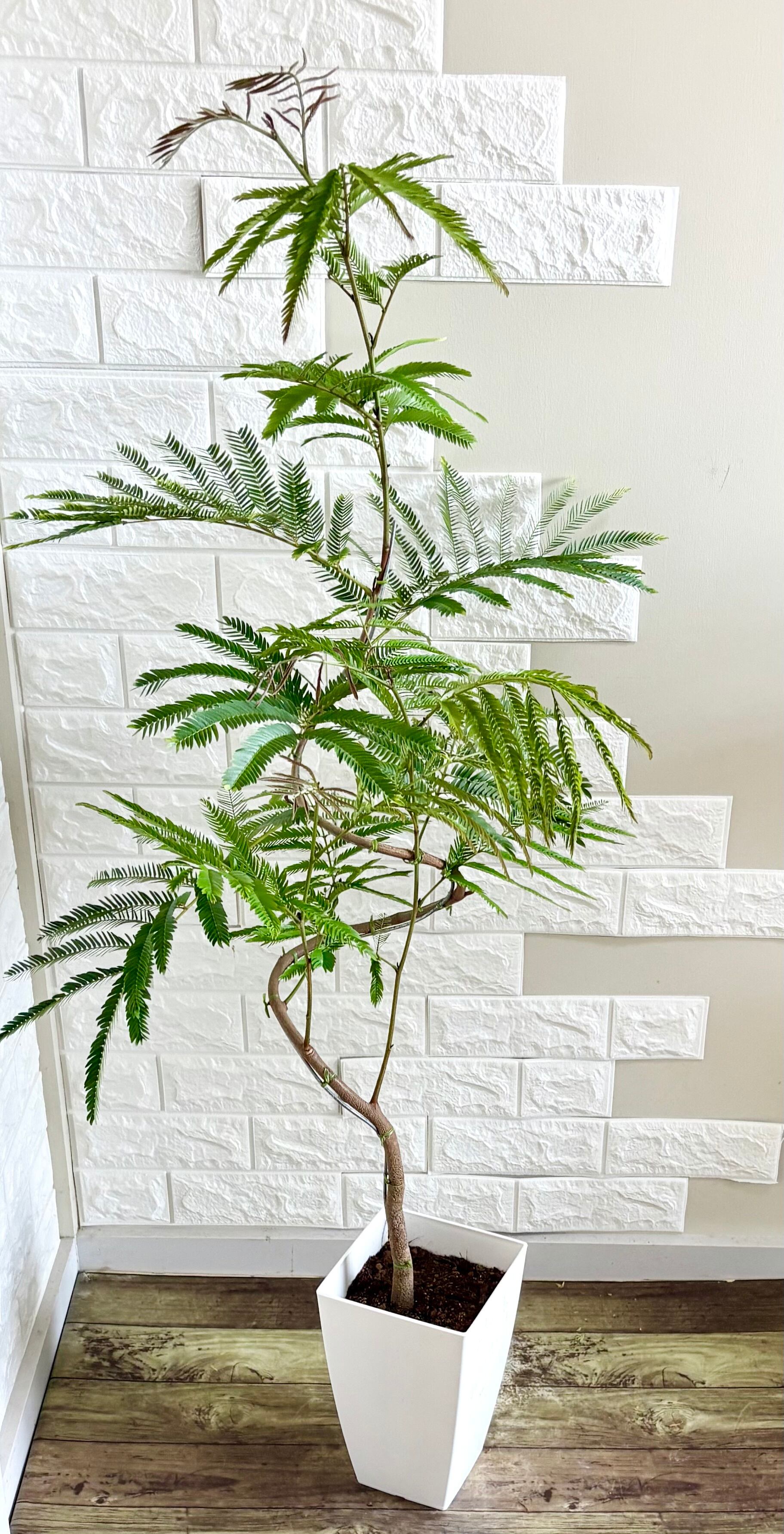 【現品】人気　エバーフレッシュ曲がり　観葉植物 現品】人気 エバーフレッシュ曲がり 螺旋樹形 7号鉢 リビングサイズ