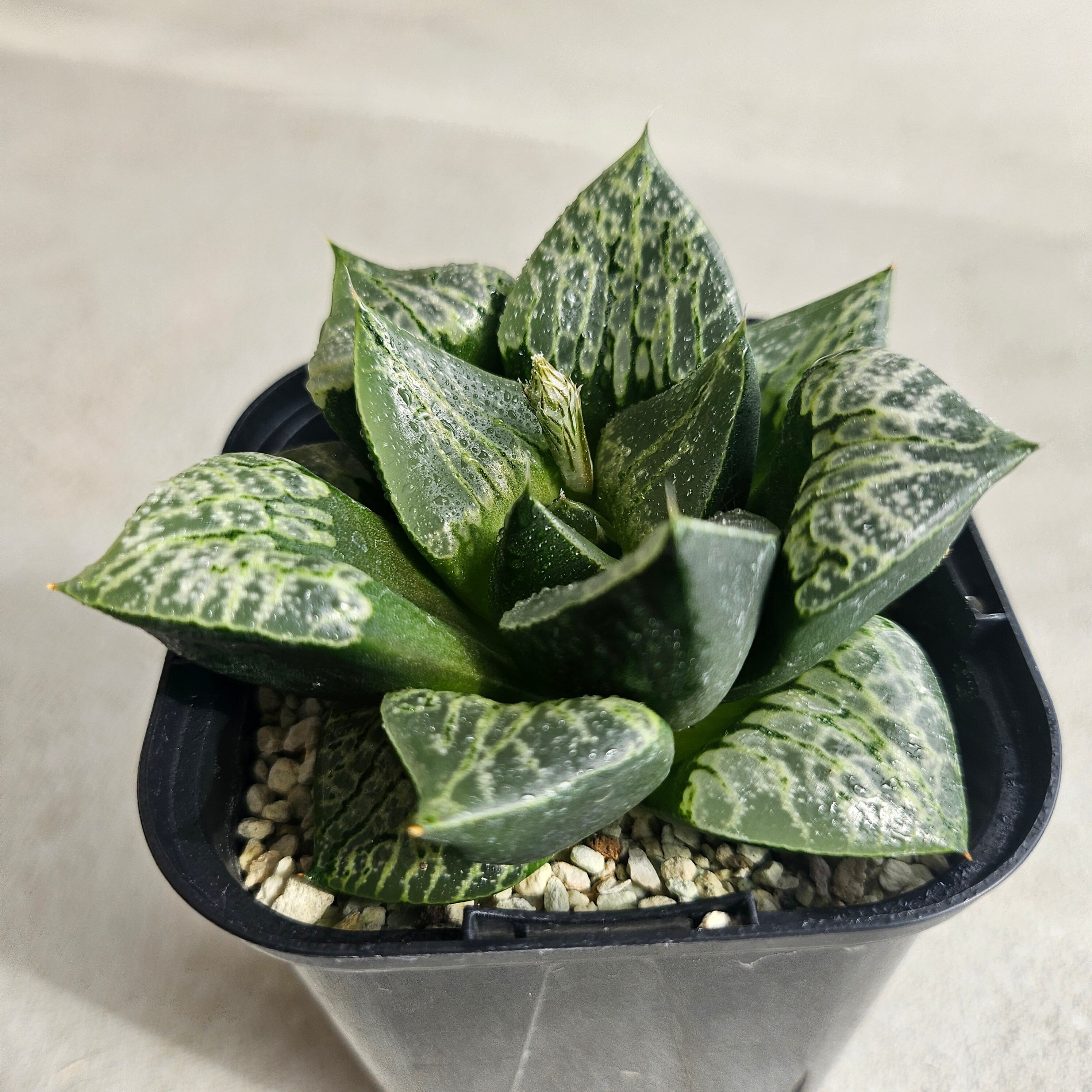 BOTANY CRAFT ハオルチア ツタンカーメン×老川黒コンプト ex monchi