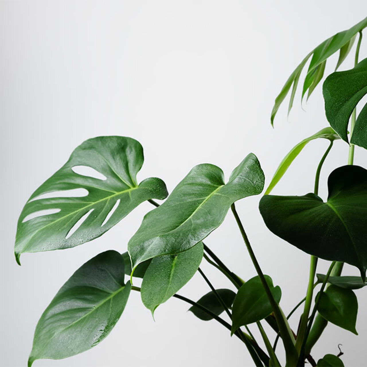 見ているとワクワクする植物・画像2