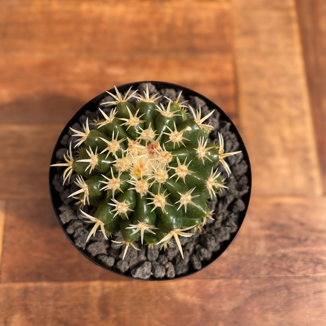 Echinocactus grusonii【エキノカクタス・太短刺金鯱】