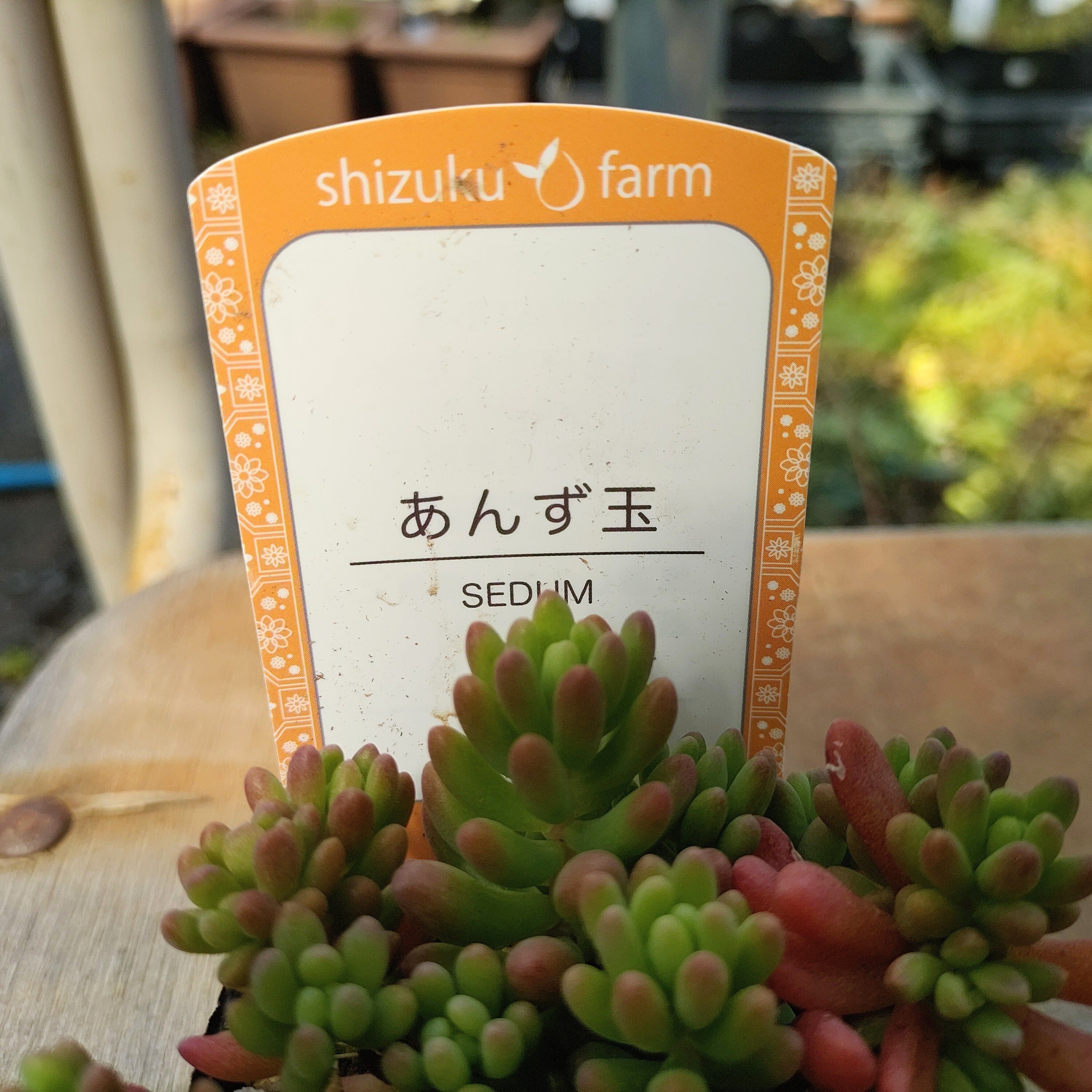あんず玉（雫ファーム）限定2点 | RuPo 多肉植物専門店
