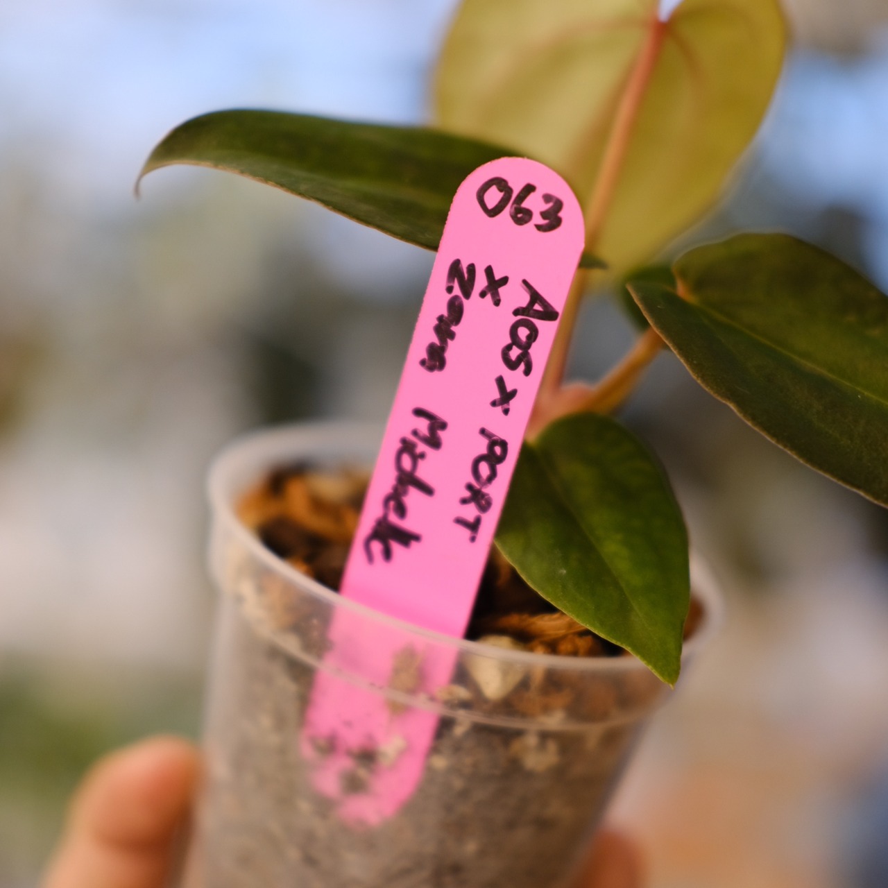 アンスリウム・ミシェル × エースオブスペード / Anthurium 'Michelle'× A. Ace of Spade②│観葉植物