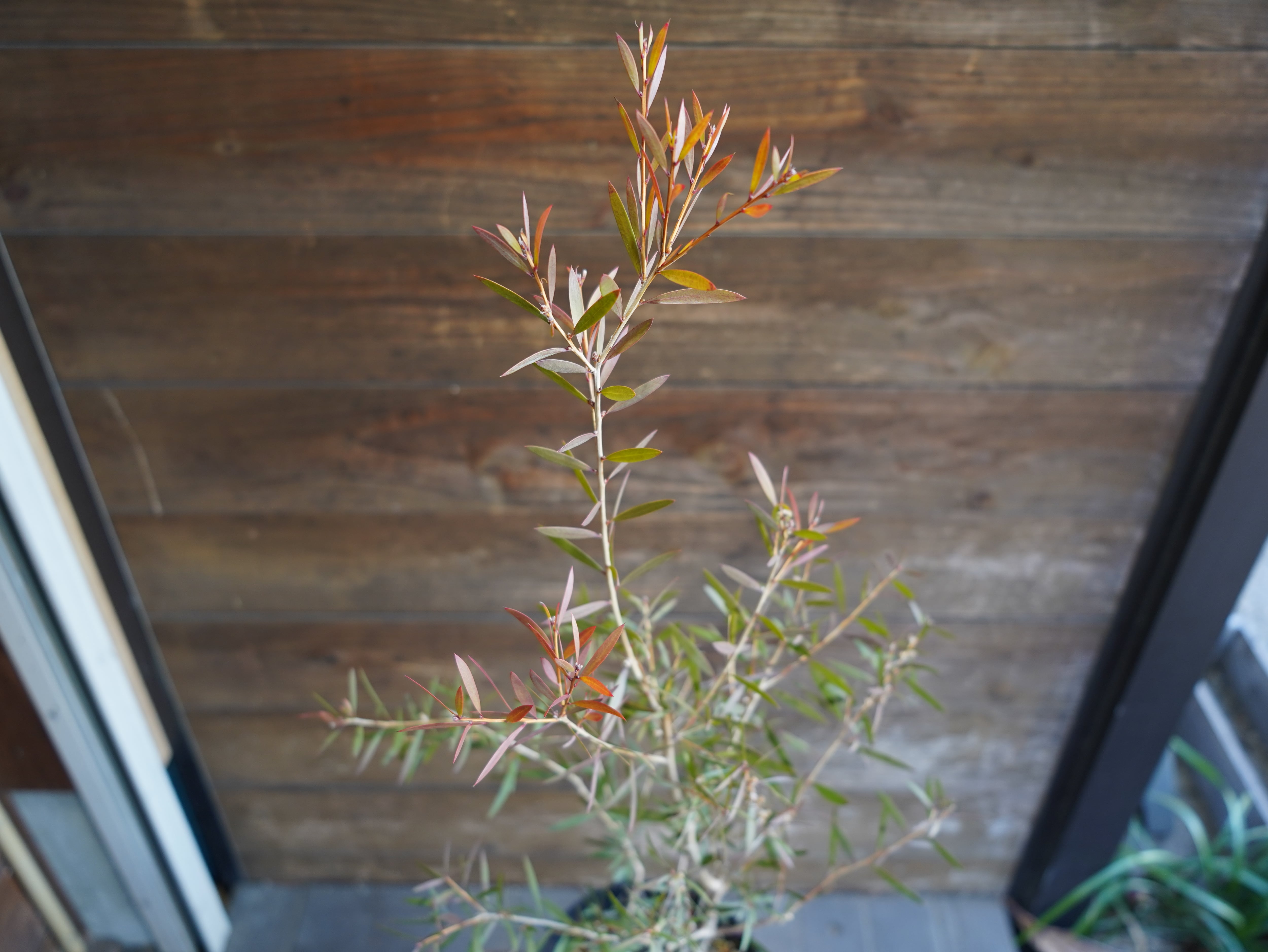 【現物】カリステモン　”ピンディーピンディー”