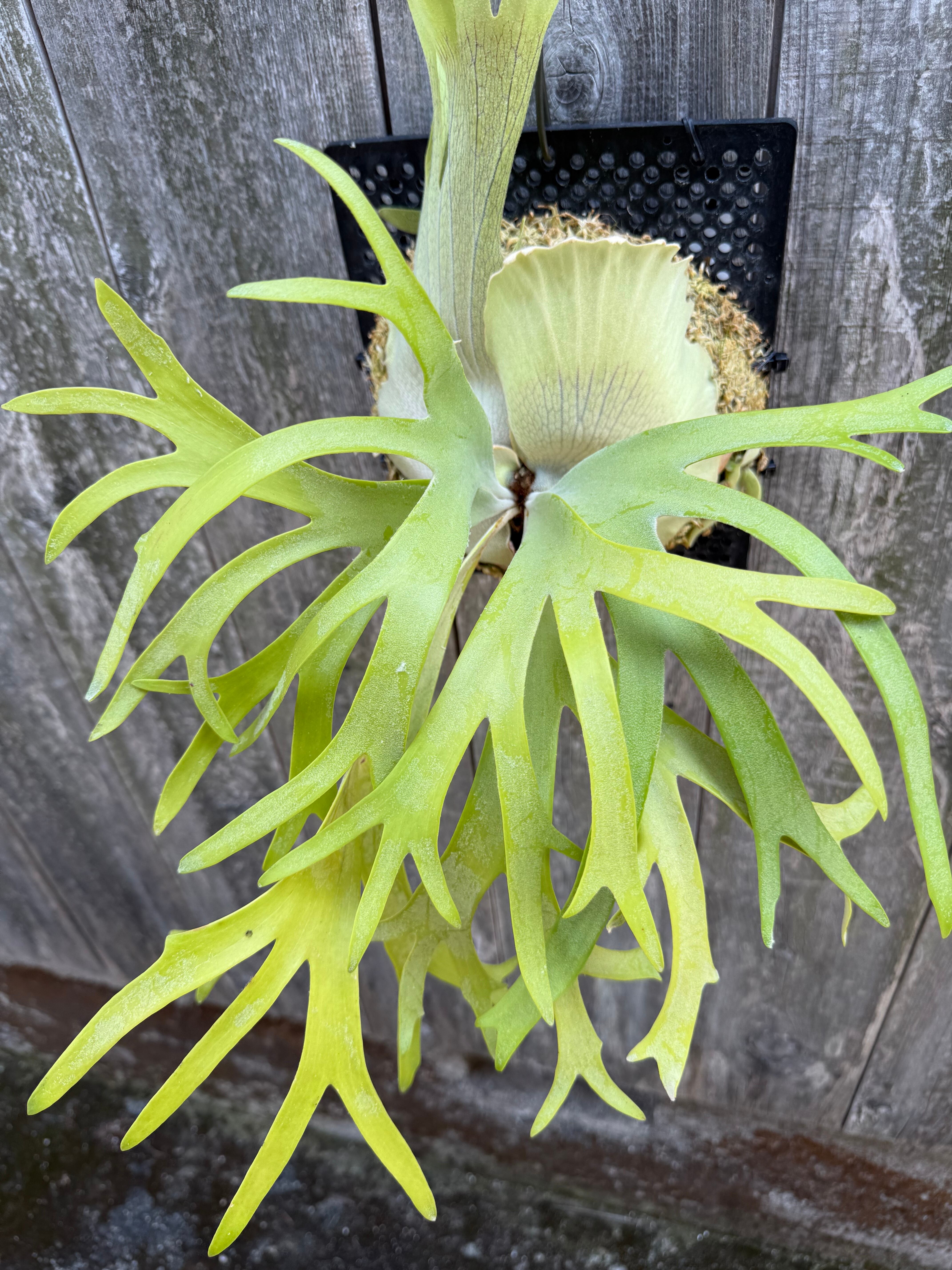 P. willinckii cv. Ryusei (pup) | naturefix