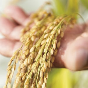 杵つき 草もち 4個入り（簡易箱） | 有限会社 藤原ファーム