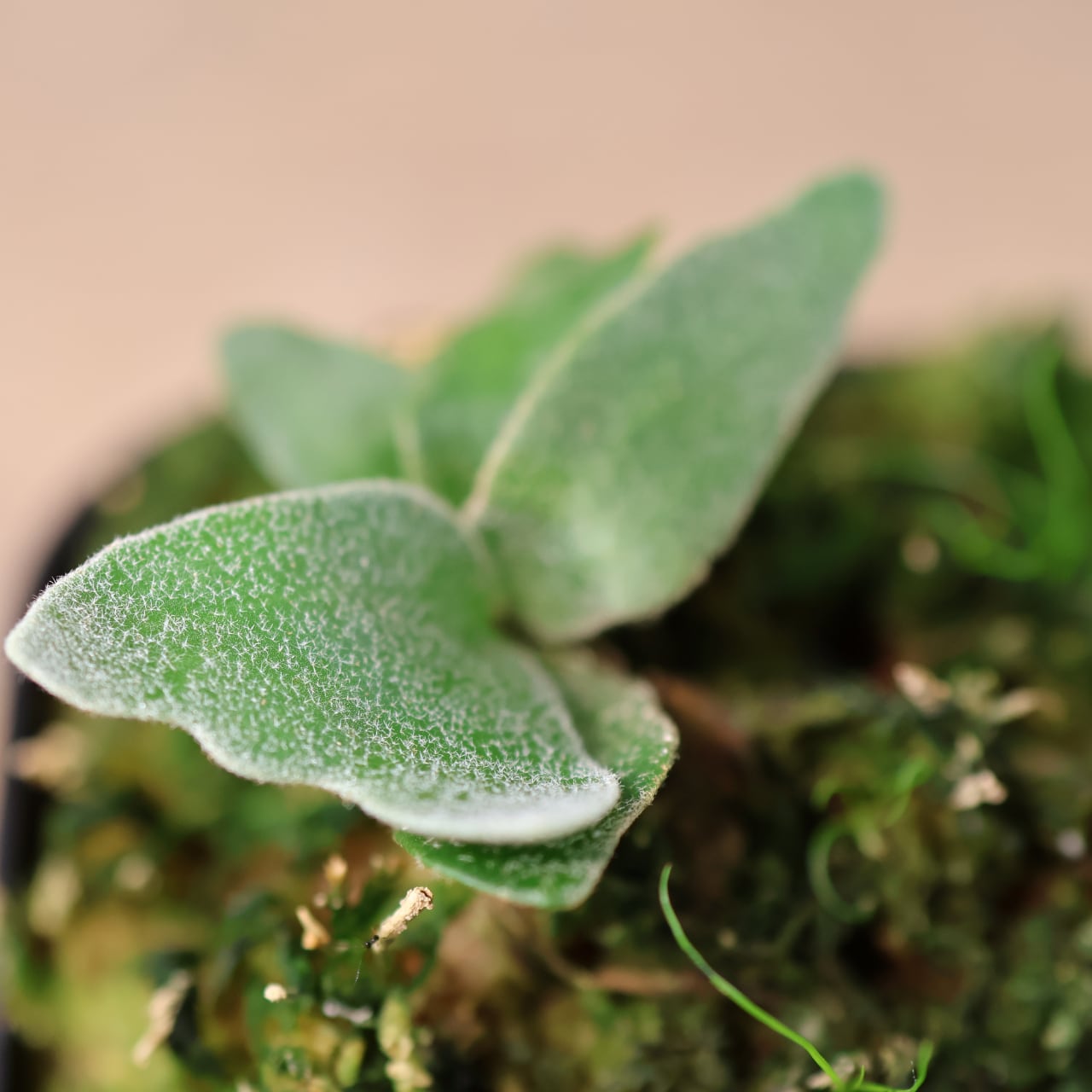 700『ビカクシダ ウィリンキー Masayu TC』 観葉植物【送料無料