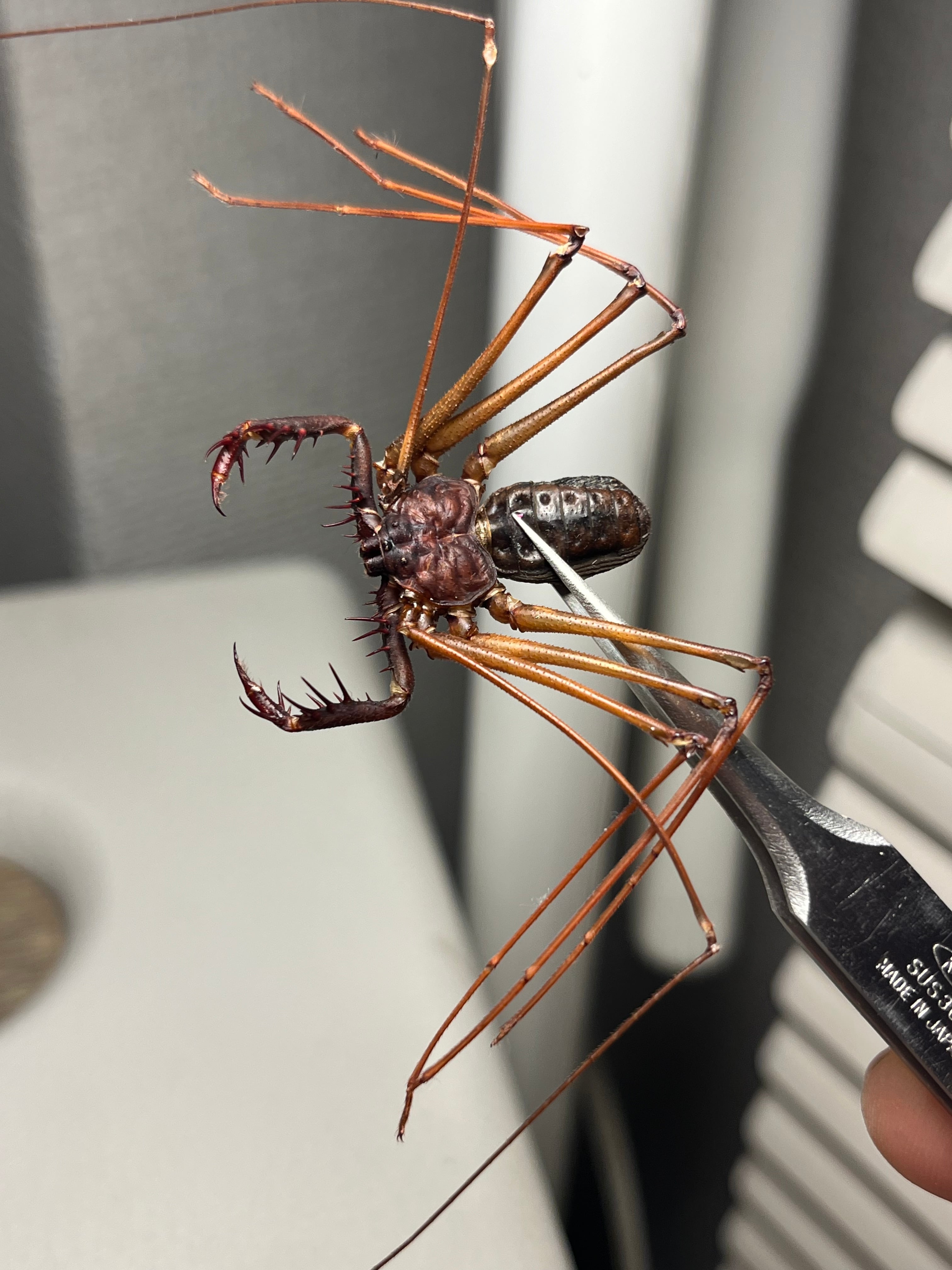 腕蟲希少種】Heterophrynus elephasウデムシ ヒヨケムシ 三大奇蟲