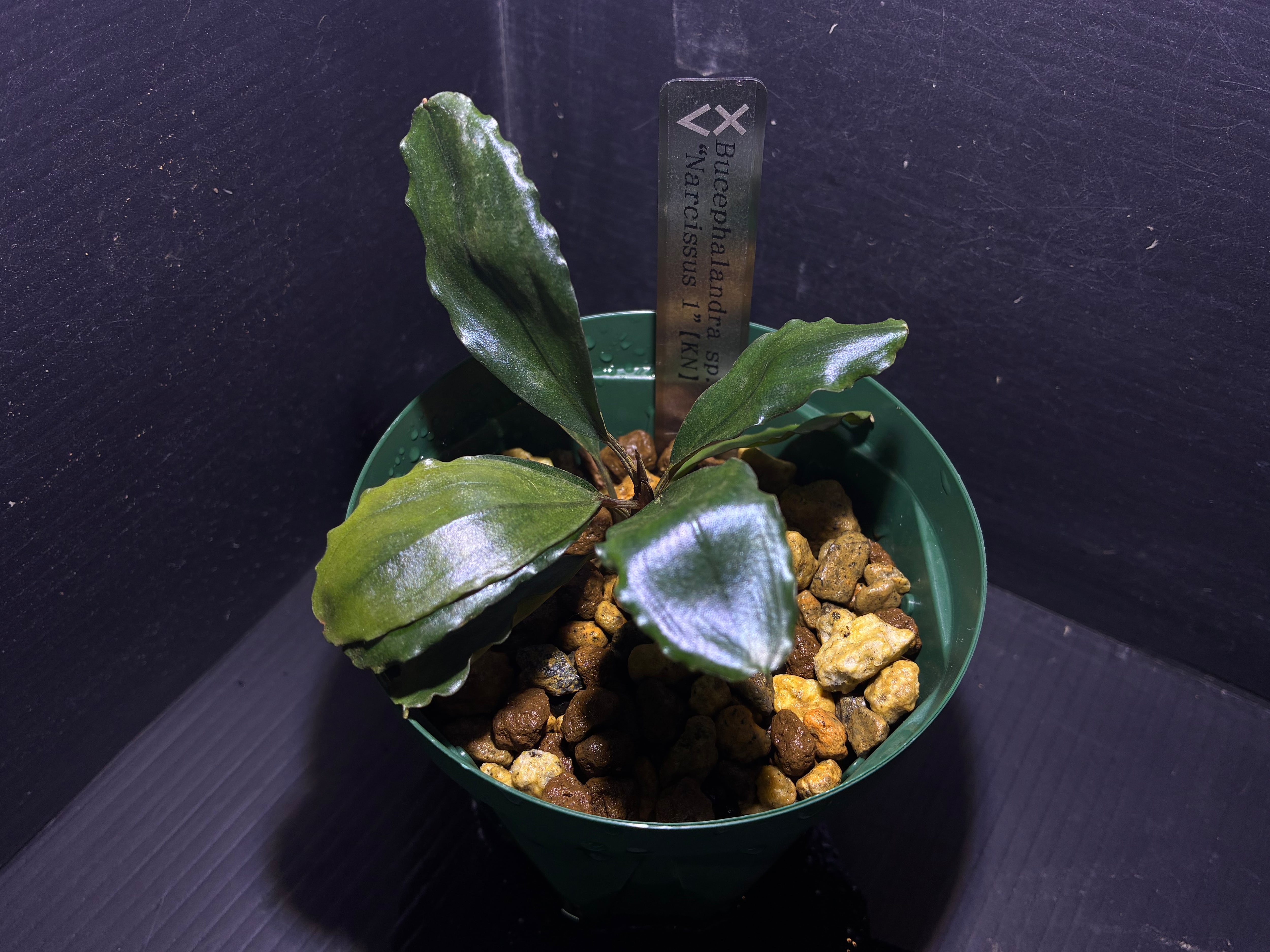 Bucephalandra sp.Kedagang Pink Variegata（ブセファランドラsp.クダ