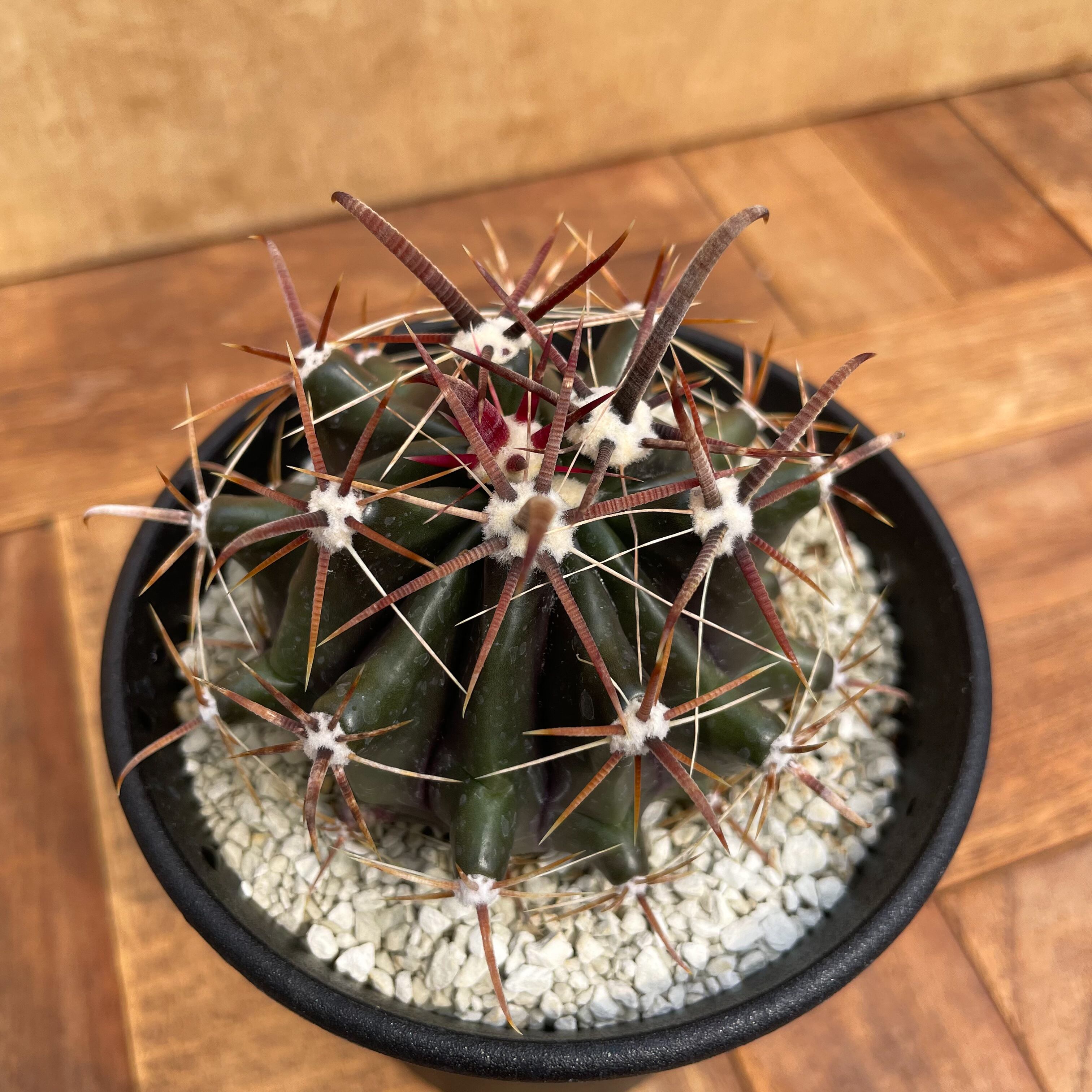 Ferocactus horridus【フェロカクタス・巨鷲玉】 | RIMO'S GREEN