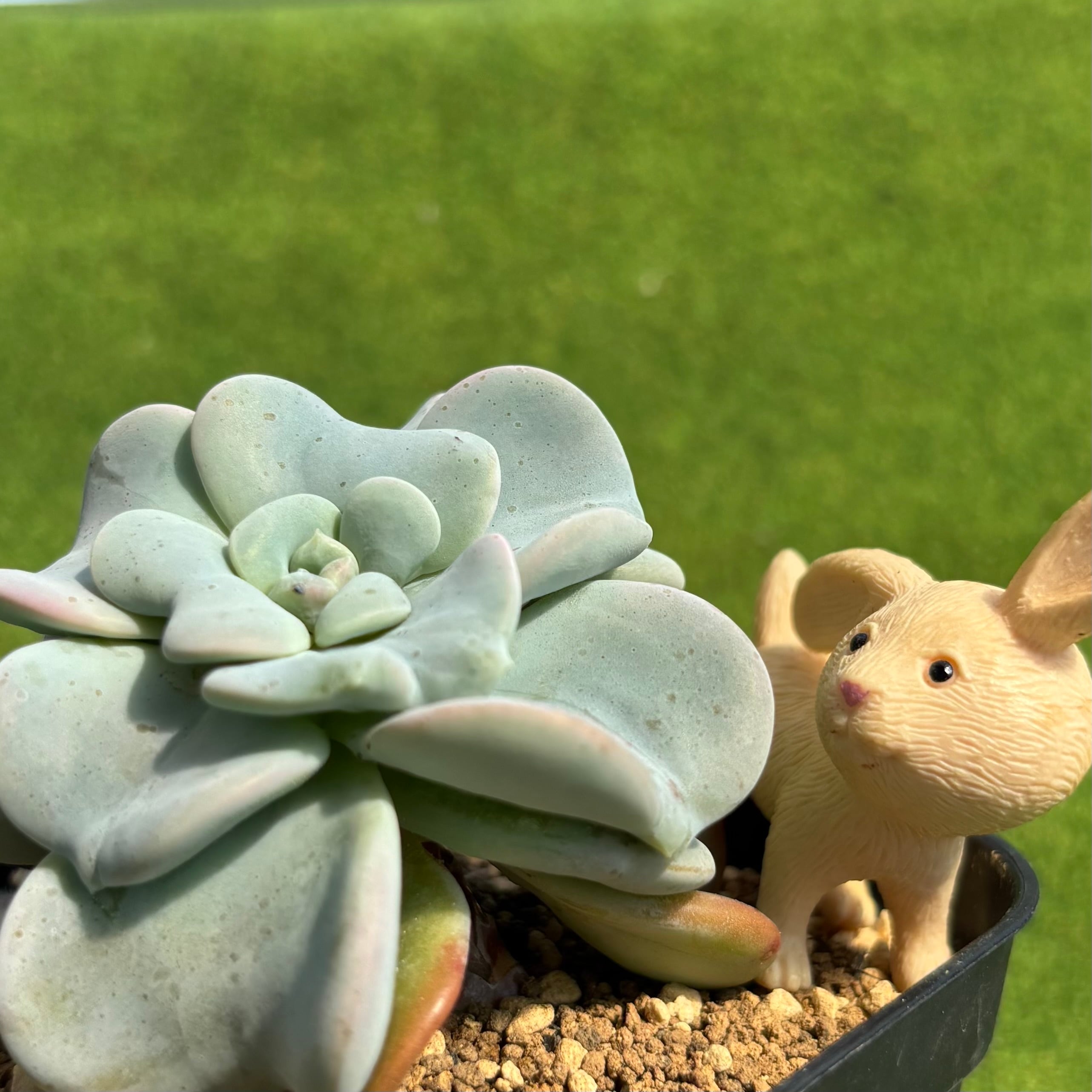 ハートソング | 多肉植物 豆彦商店