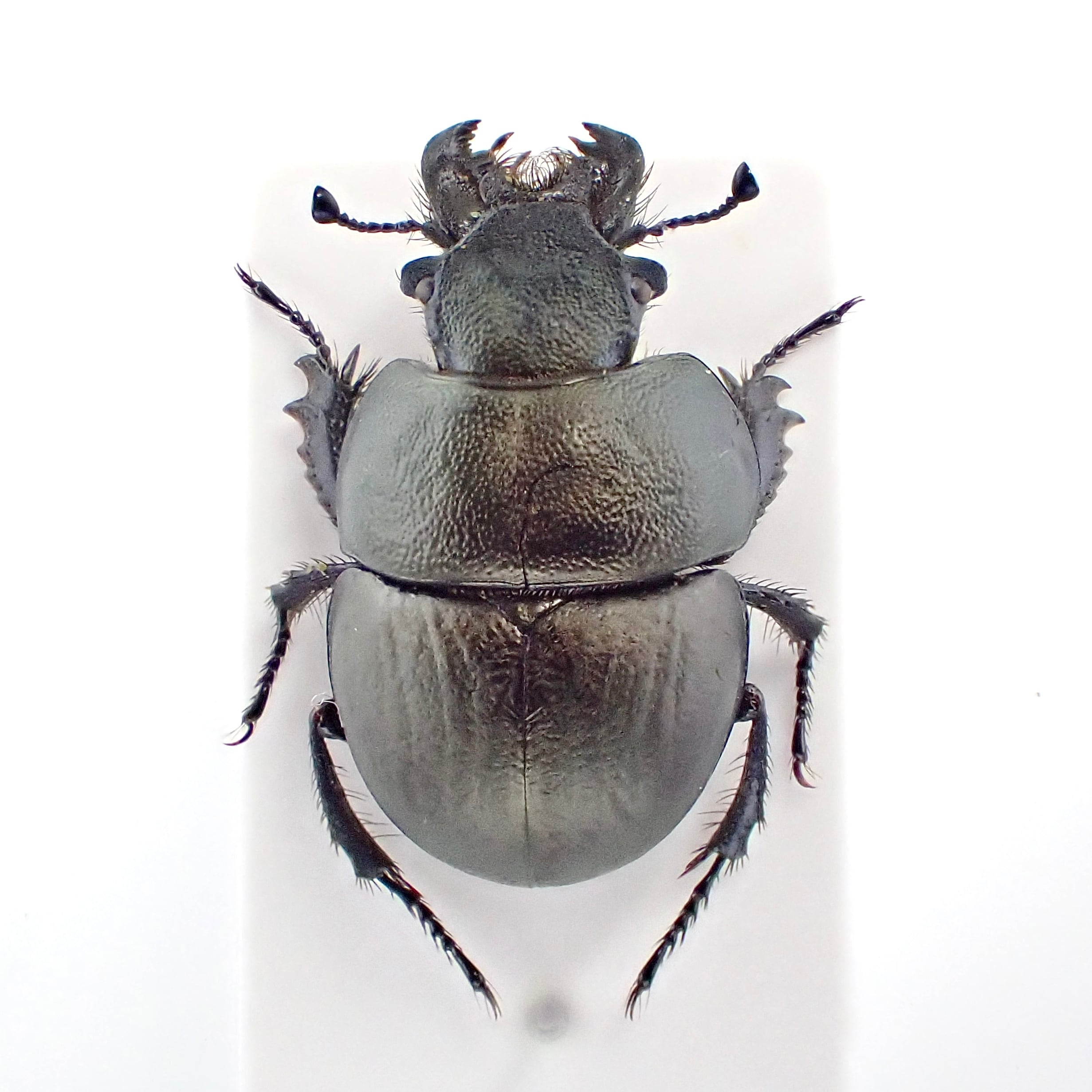 カザフスタン産 Lethrus microbuccis ♂♀ 14mm/12mm | 昆虫標本