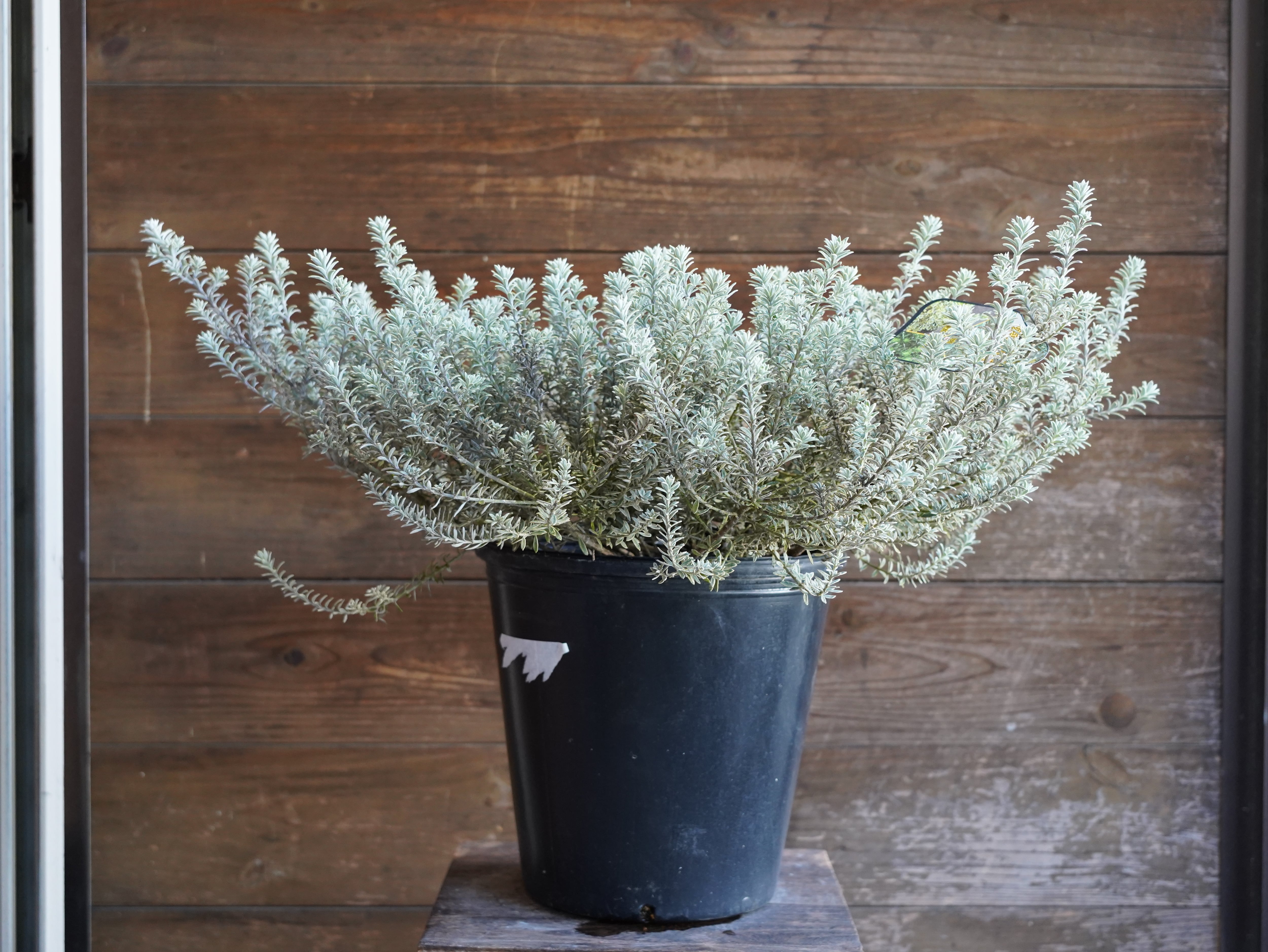 【現物】ウエストリンギア　”スモーキーホワイト”