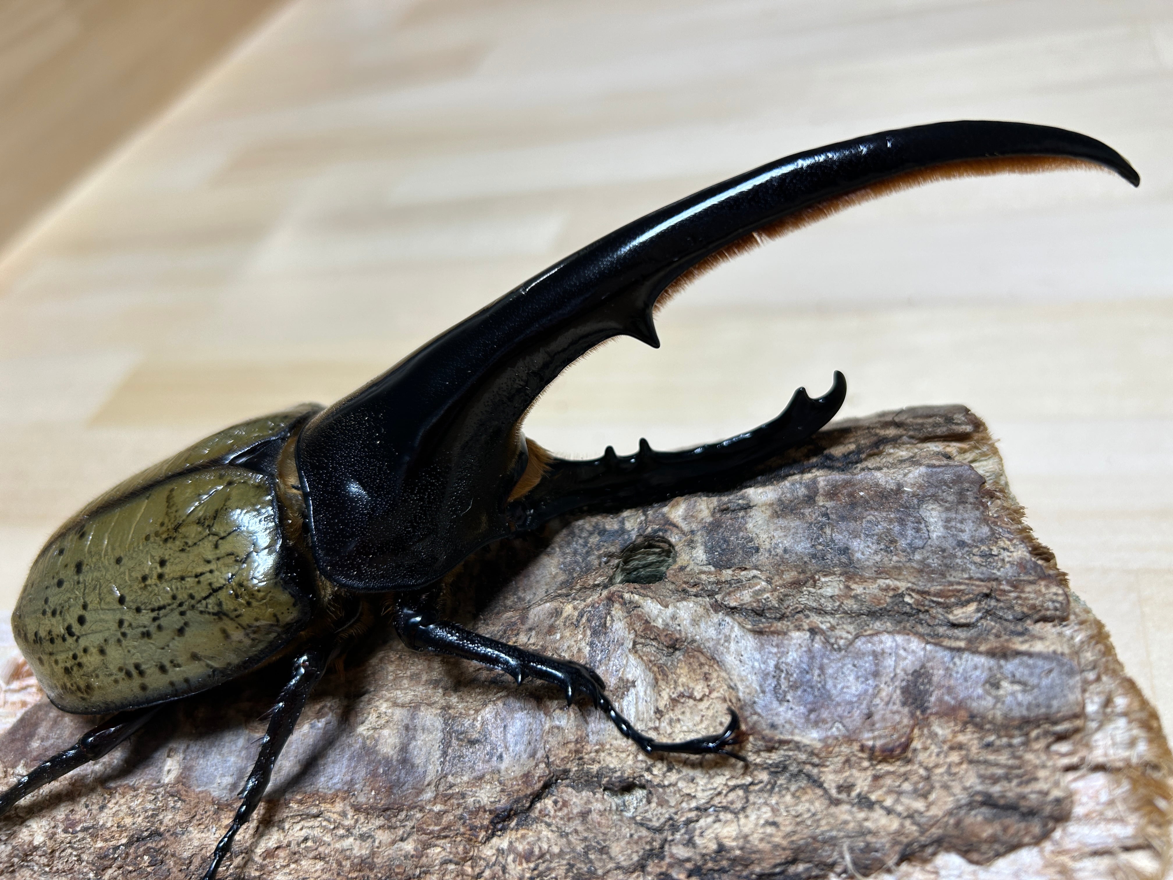 種親に!】ヘラクレスオオカブト ♂161.5mm 《momo兄弟×Gibson》美形