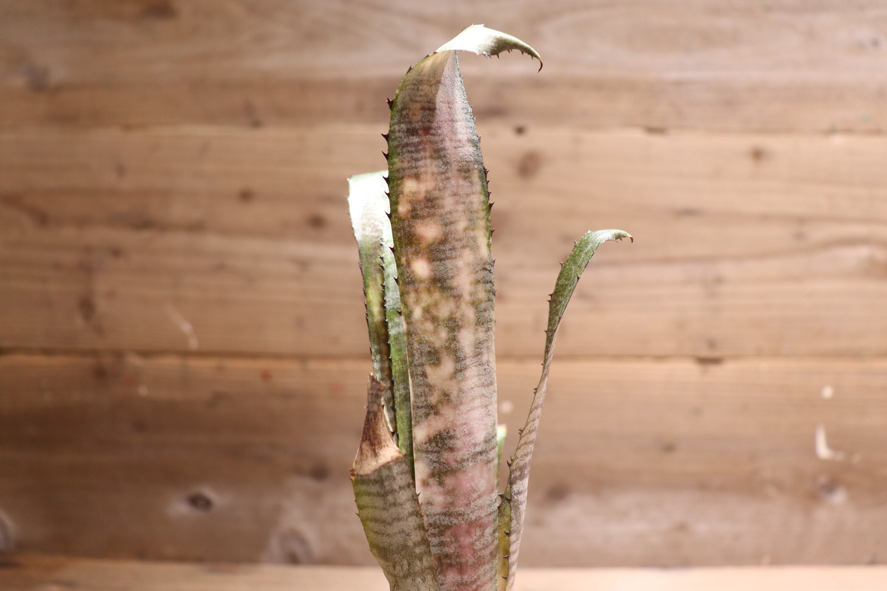 送料無料】 Billbergia 'Pipeline'〔ビルベルギア〕現品発送