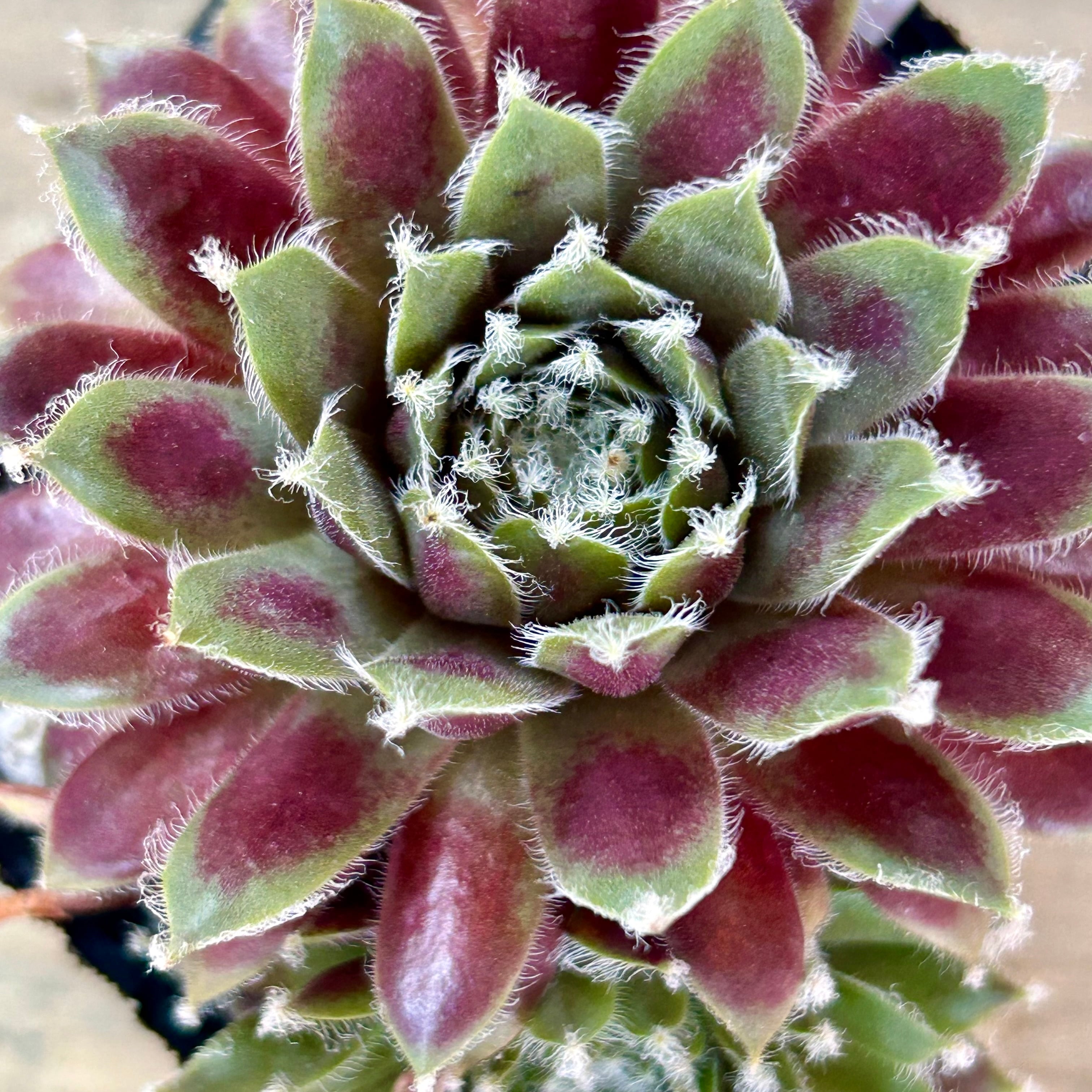 赤巻絹 センペルビウム | RuPo 多肉植物専門店