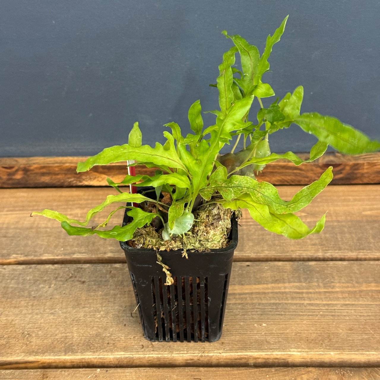 【クリアランス】レカノプテリス balgooyi【577】