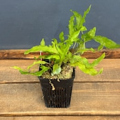 【クリアランス】レカノプテリス balgooyi【577】