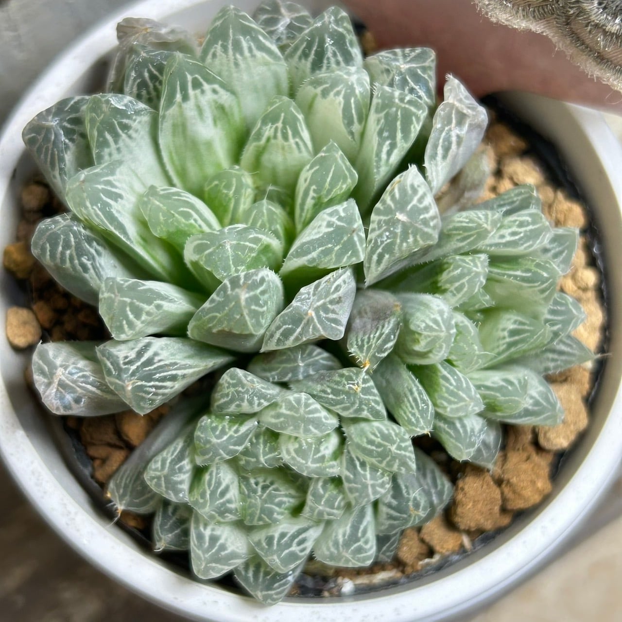 白水晶 ハオルチア | RuPo 多肉植物専門店