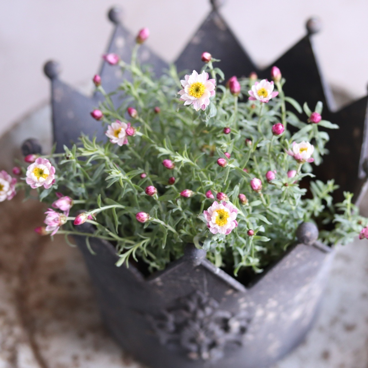 mondimanche お花　ヘリクリサム　ななこエンジェルピンクパール｜宿根草　ピンクXホワイト　ドライフラワーにできる　小さなお花が可愛くて癒される