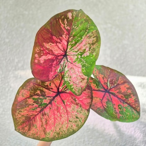 《Caladium Hybrid 》 カラジウム ハイブリッド 観葉植物 葉色 アロイド